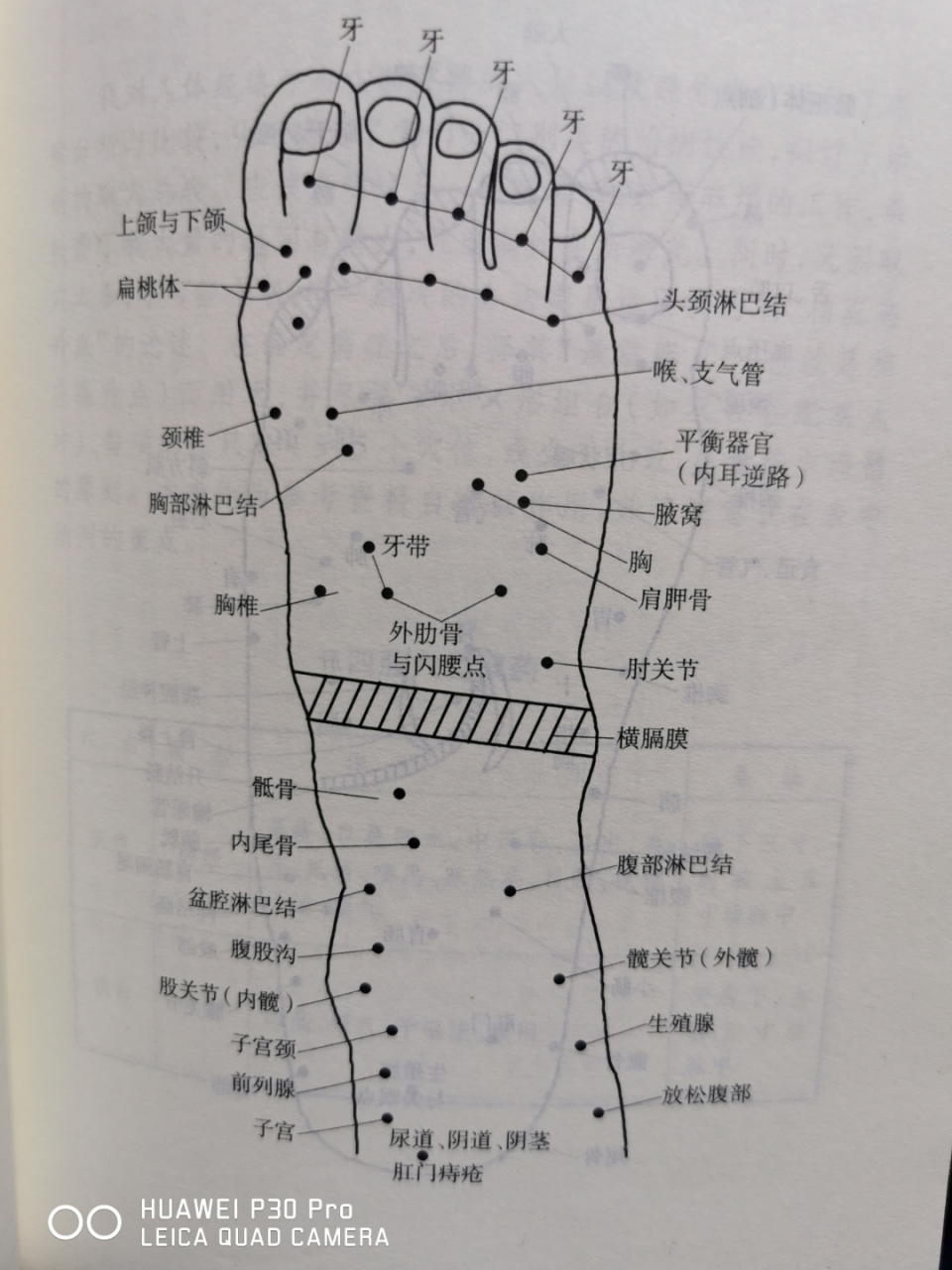 穴位 中医里的经络穴位之对应穴位 脚穴穴位示意图 脚琶)