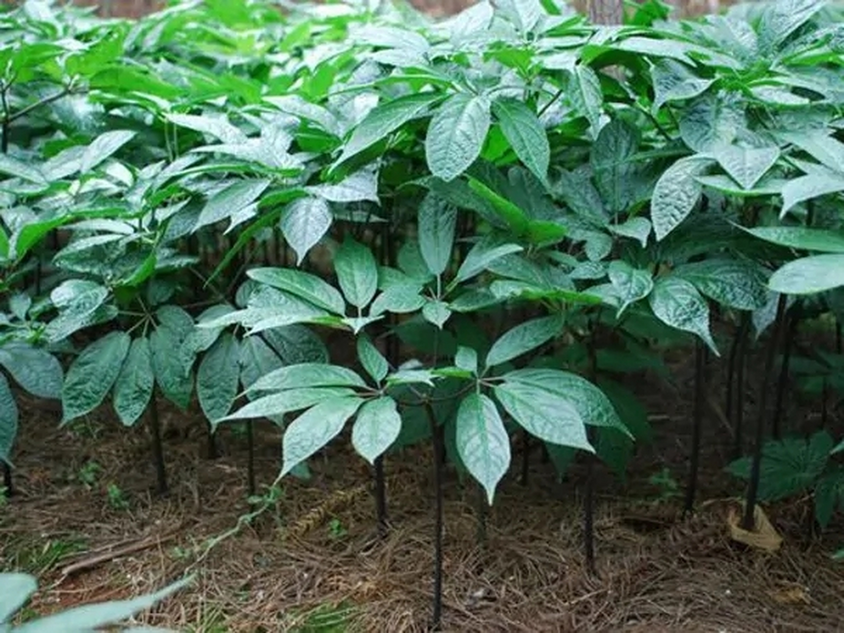 上山下海# 天麻菌种影响产量,如何选购天麻菌种?