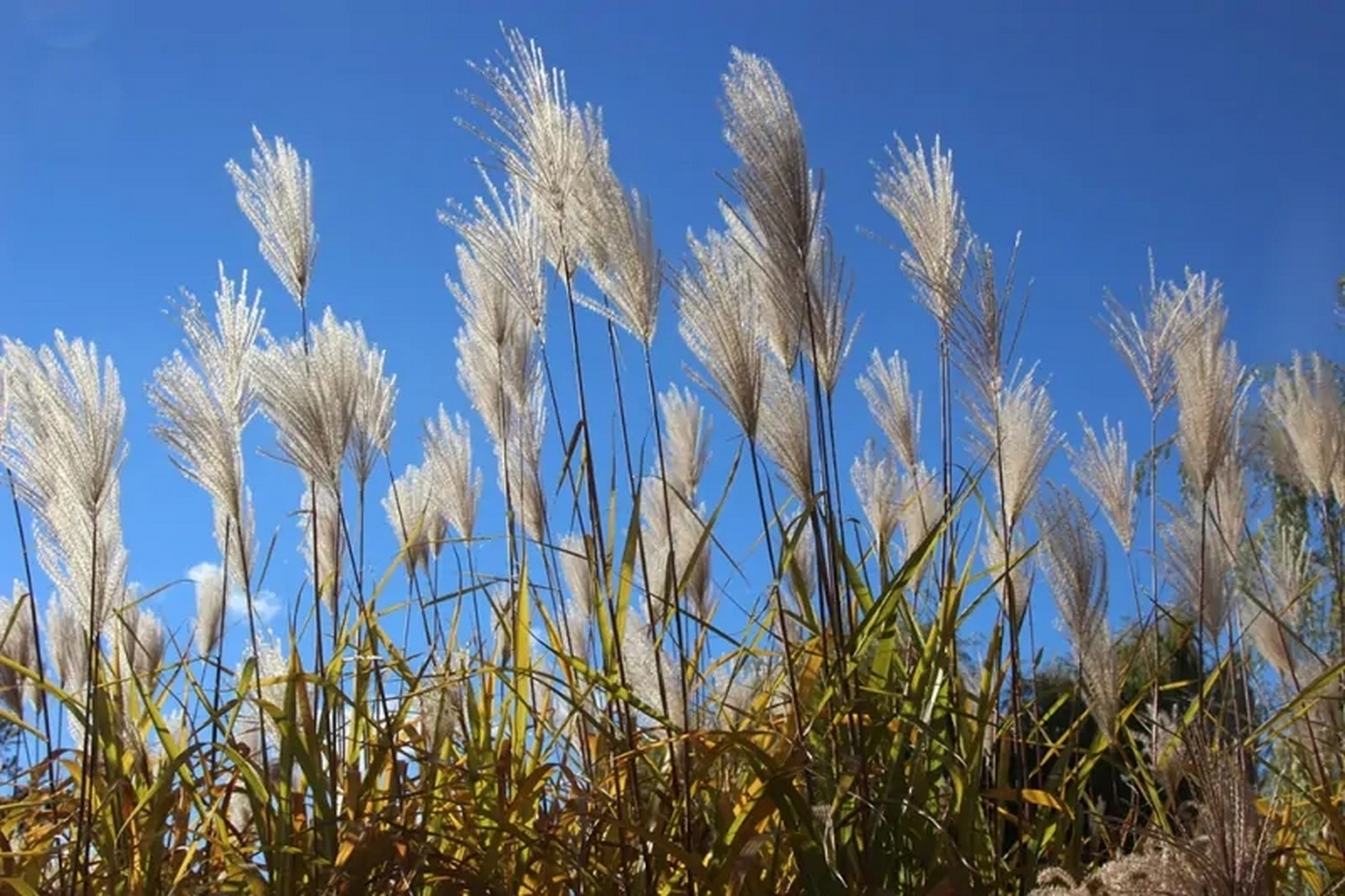 红芒草这可能是最常见的观赏草,原产地在我国.