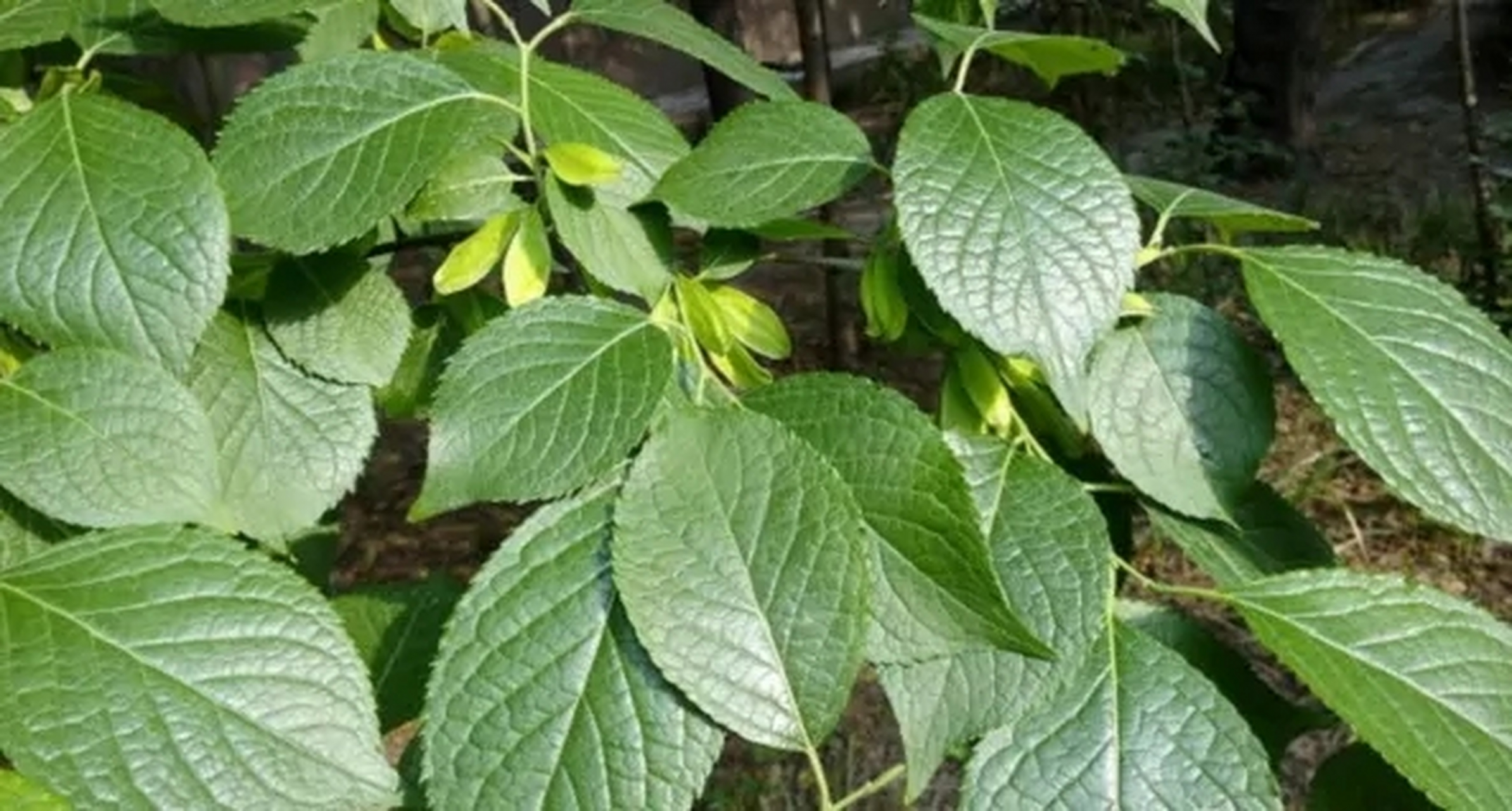 #上山下海# 杜仲播种期间,该如何育苗? 杜仲播种繁殖是比较简单,常用