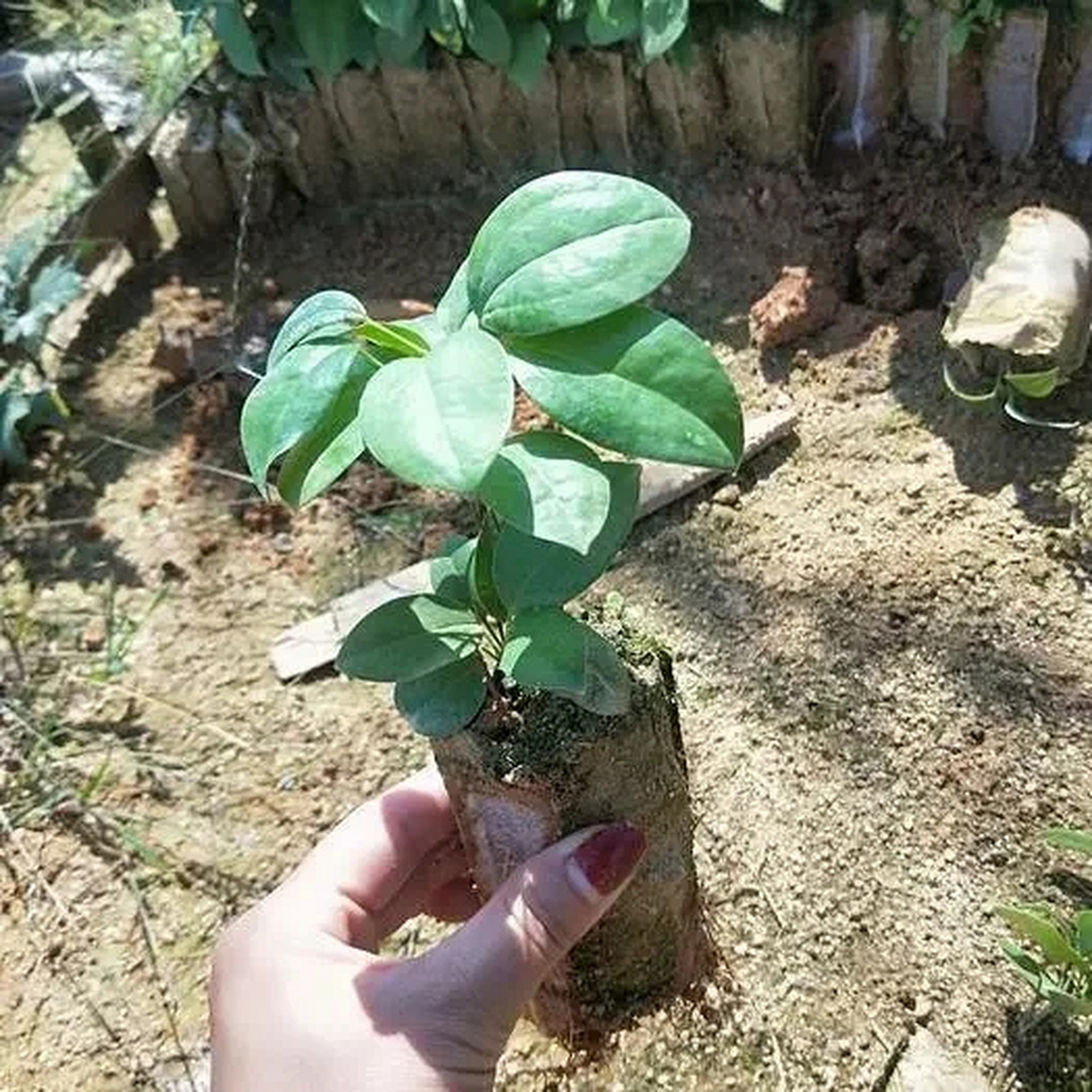 6969 6969茯苓种植,在我国已经有1500多年的人工培育历史了.