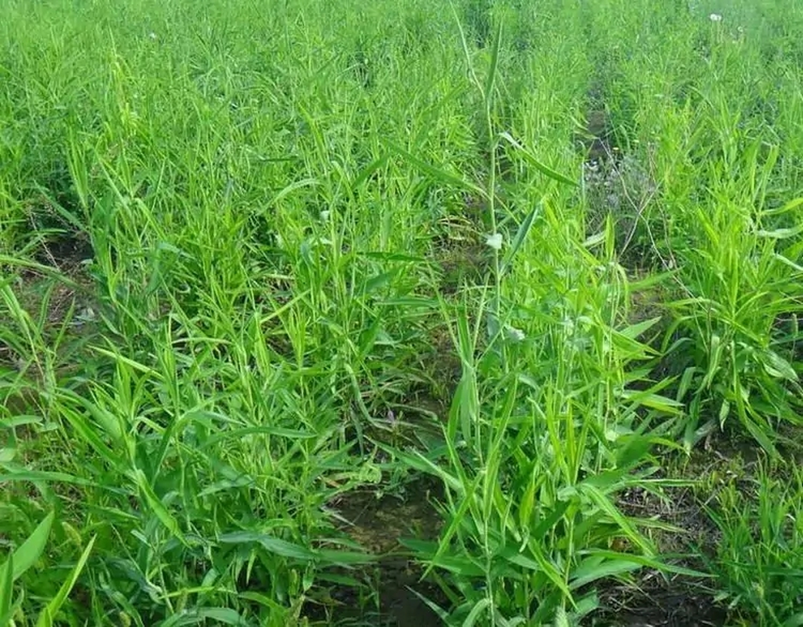 上山下海# 柴胡的高产种植技术,都有哪些?