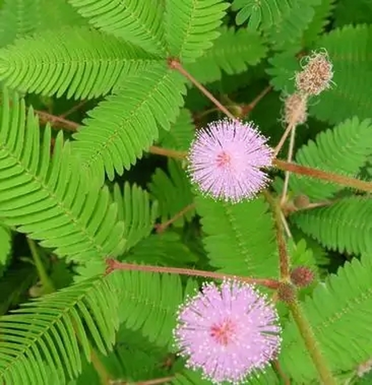 含羞草的生长速度较快,很耐修剪,当植株生长过高时,可以打顶修剪,剪掉