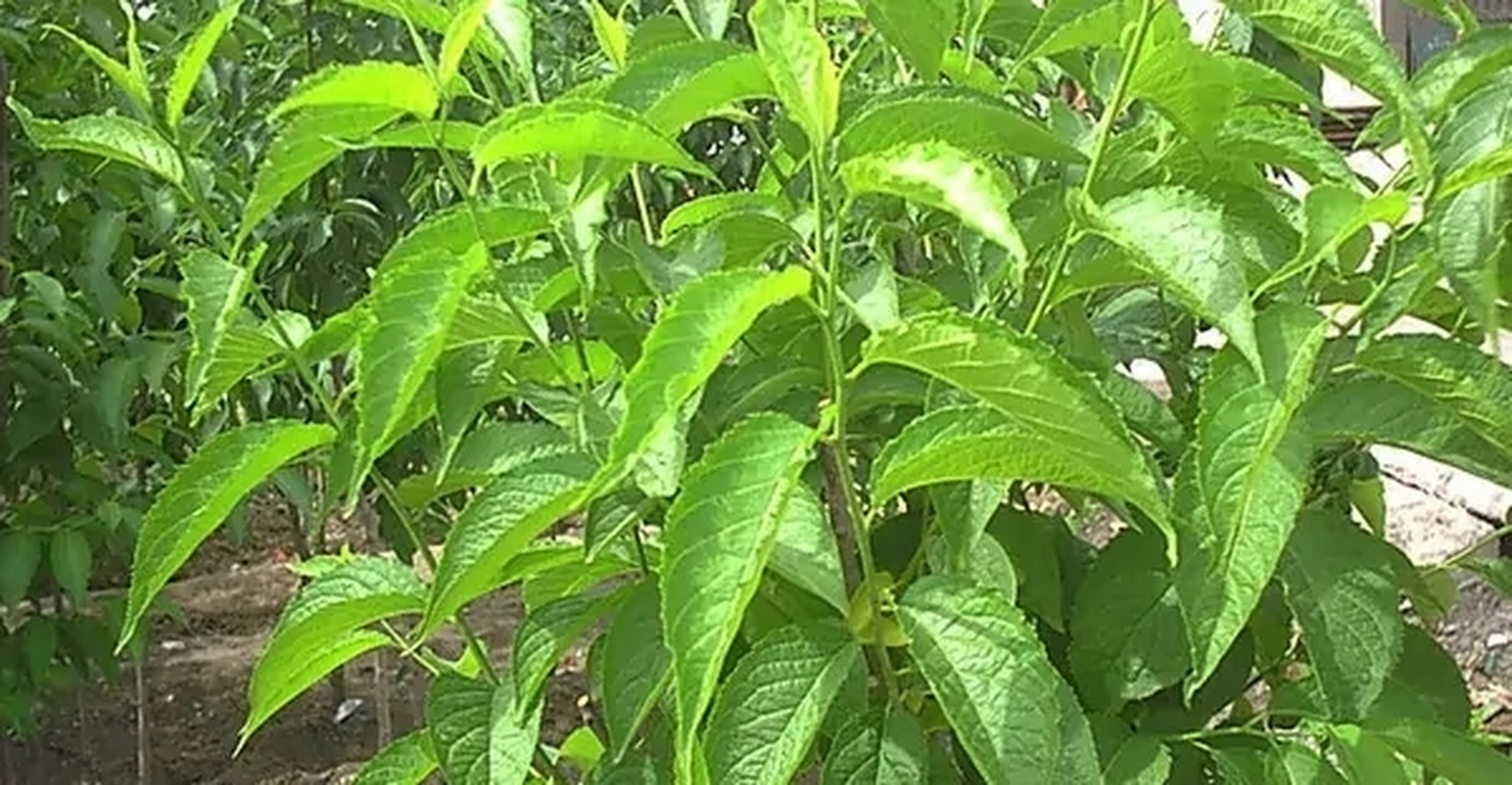 播种繁殖育苗也是杜仲主要的繁殖方法.