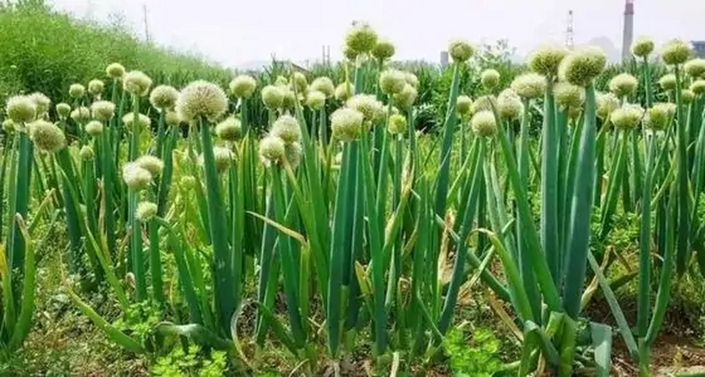 上山下海# 葱种植时,对土壤有哪些要求?