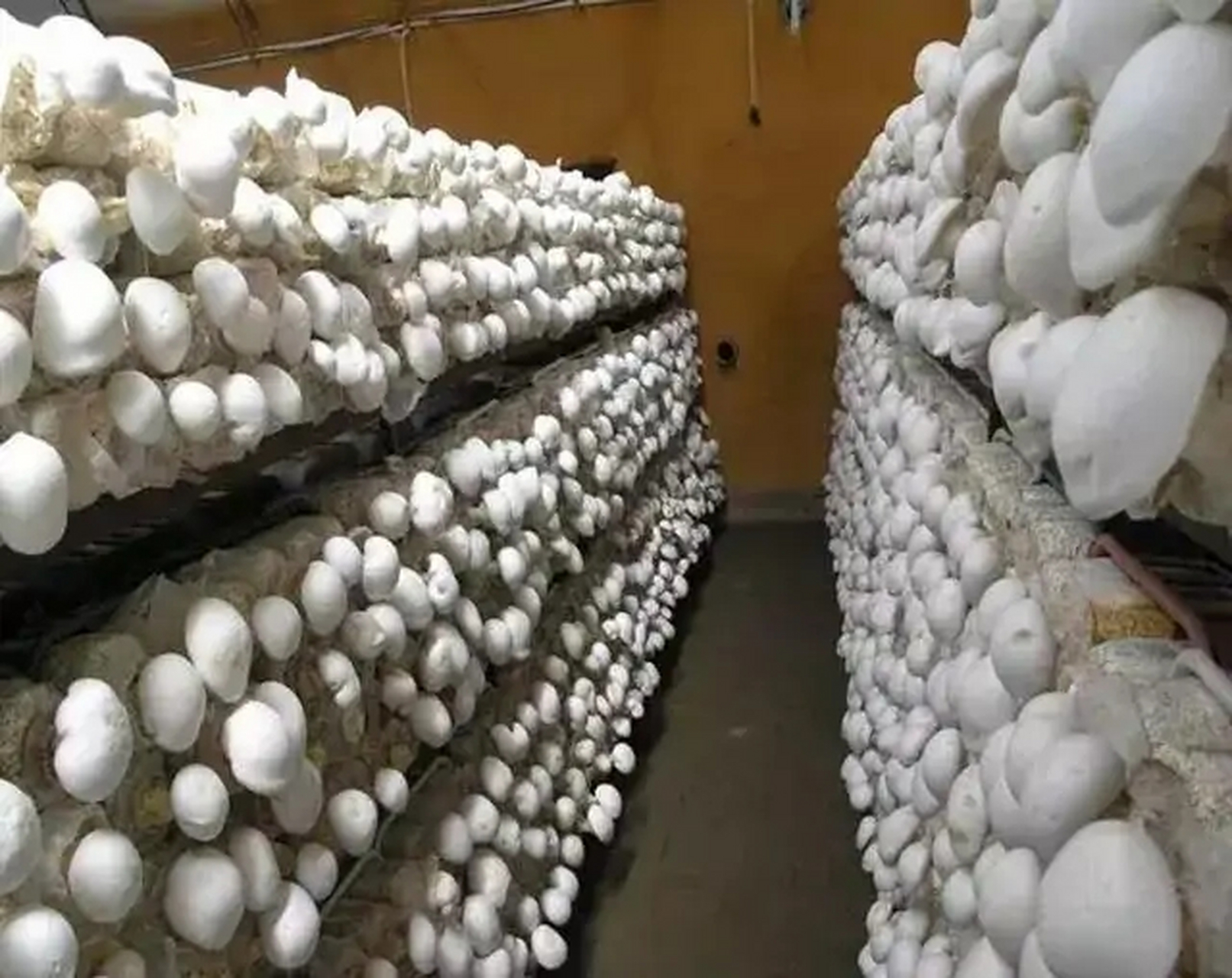 上山下海# 白灵菇种植广泛,该怎么配制培养料?