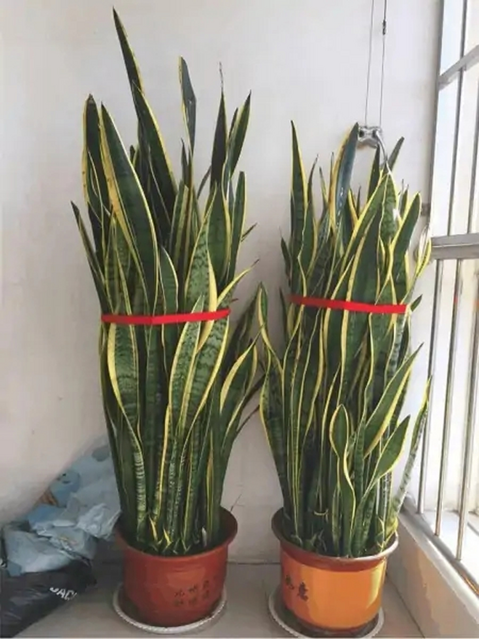 上山下海# 虎皮花的养殖方法都有哪些?