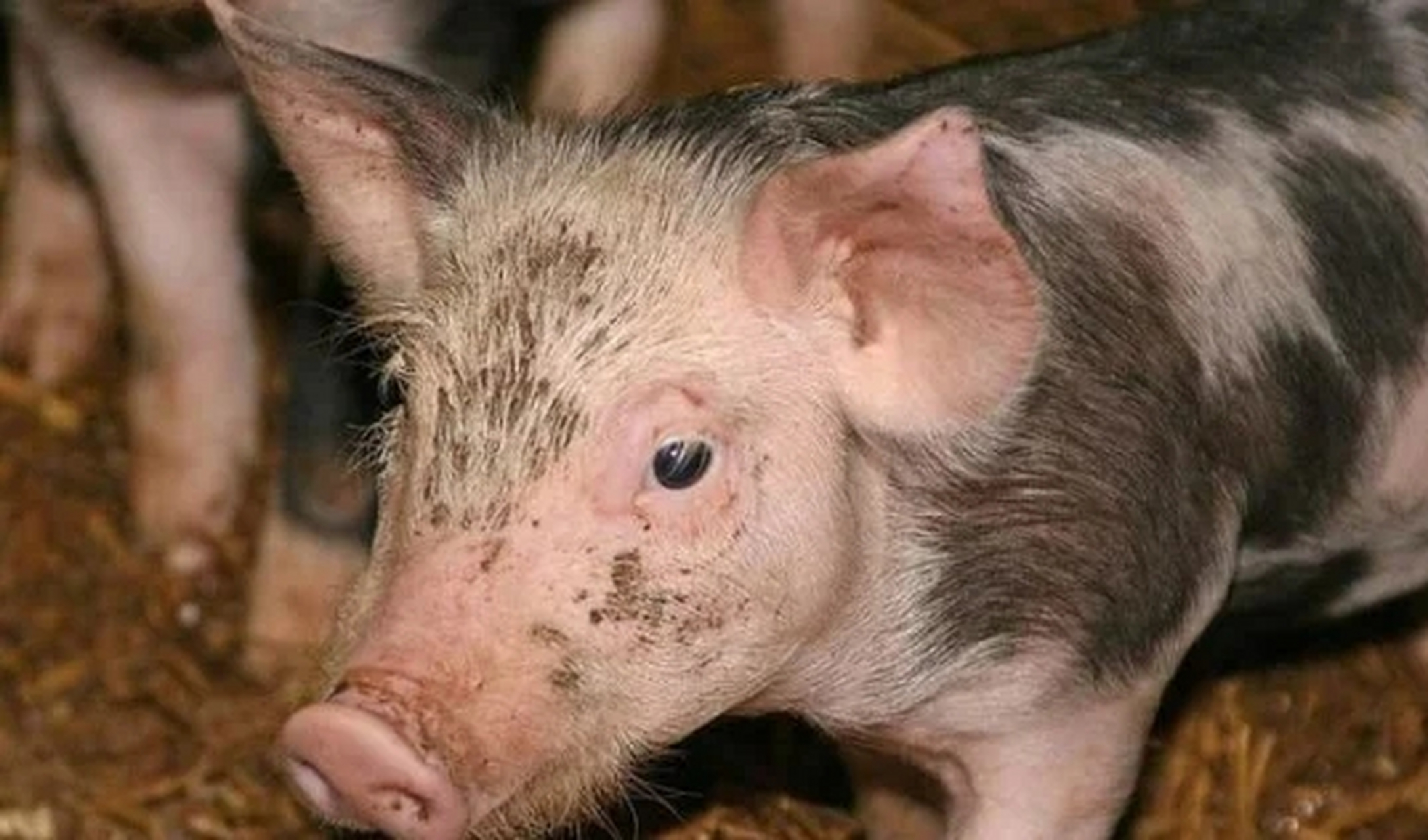 上山下海# 猪水肿病临床症状,应该怎么办呢?