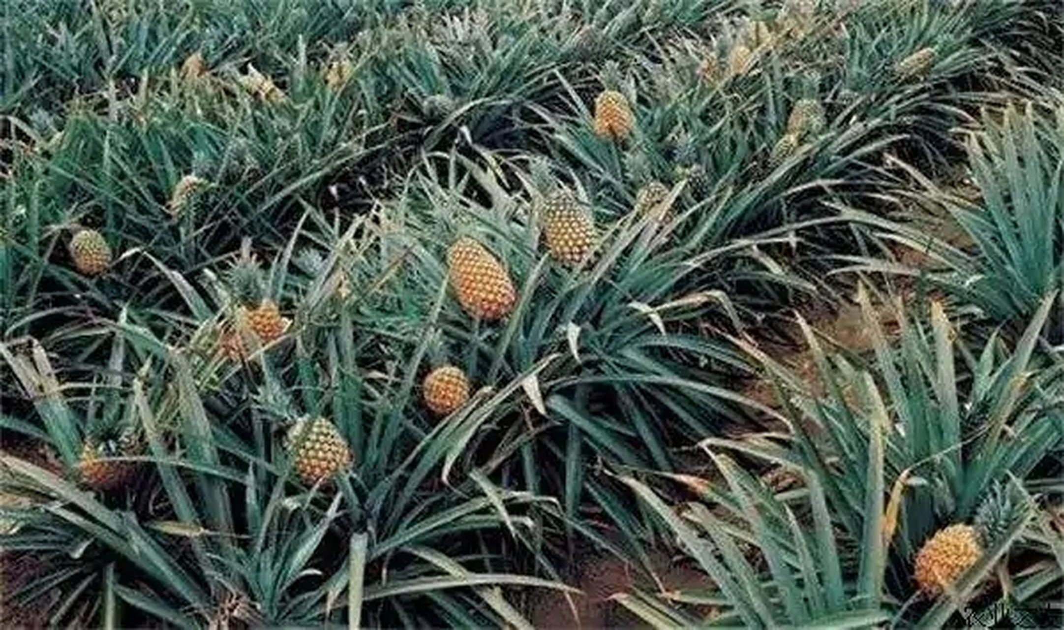 菠萝根腐病又叫菠萝根腐病,菠萝瘟等,是种植期间出现的一种病害,严重