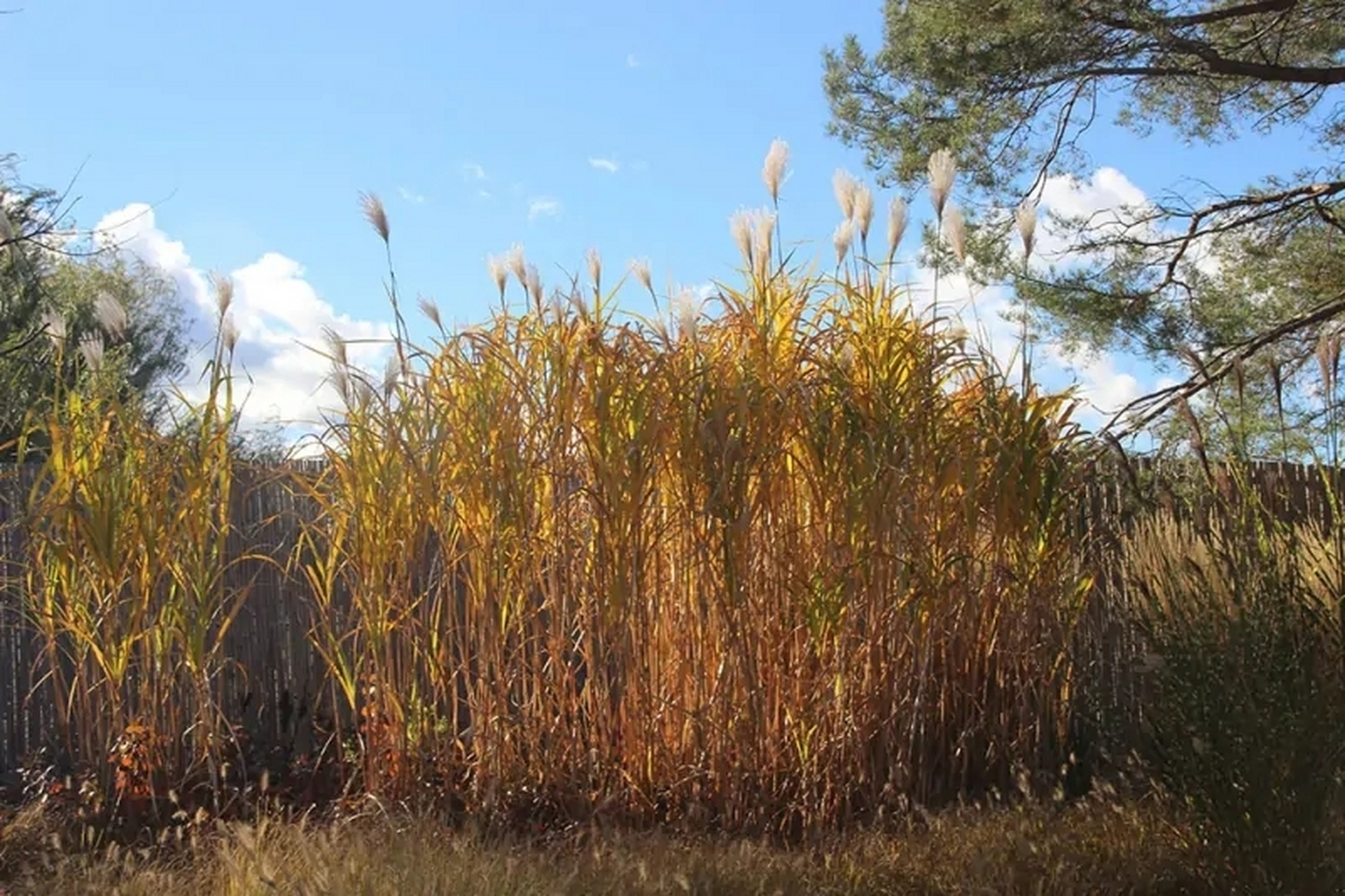 红芒草这可能是最常见的观赏草,原产地在我国.