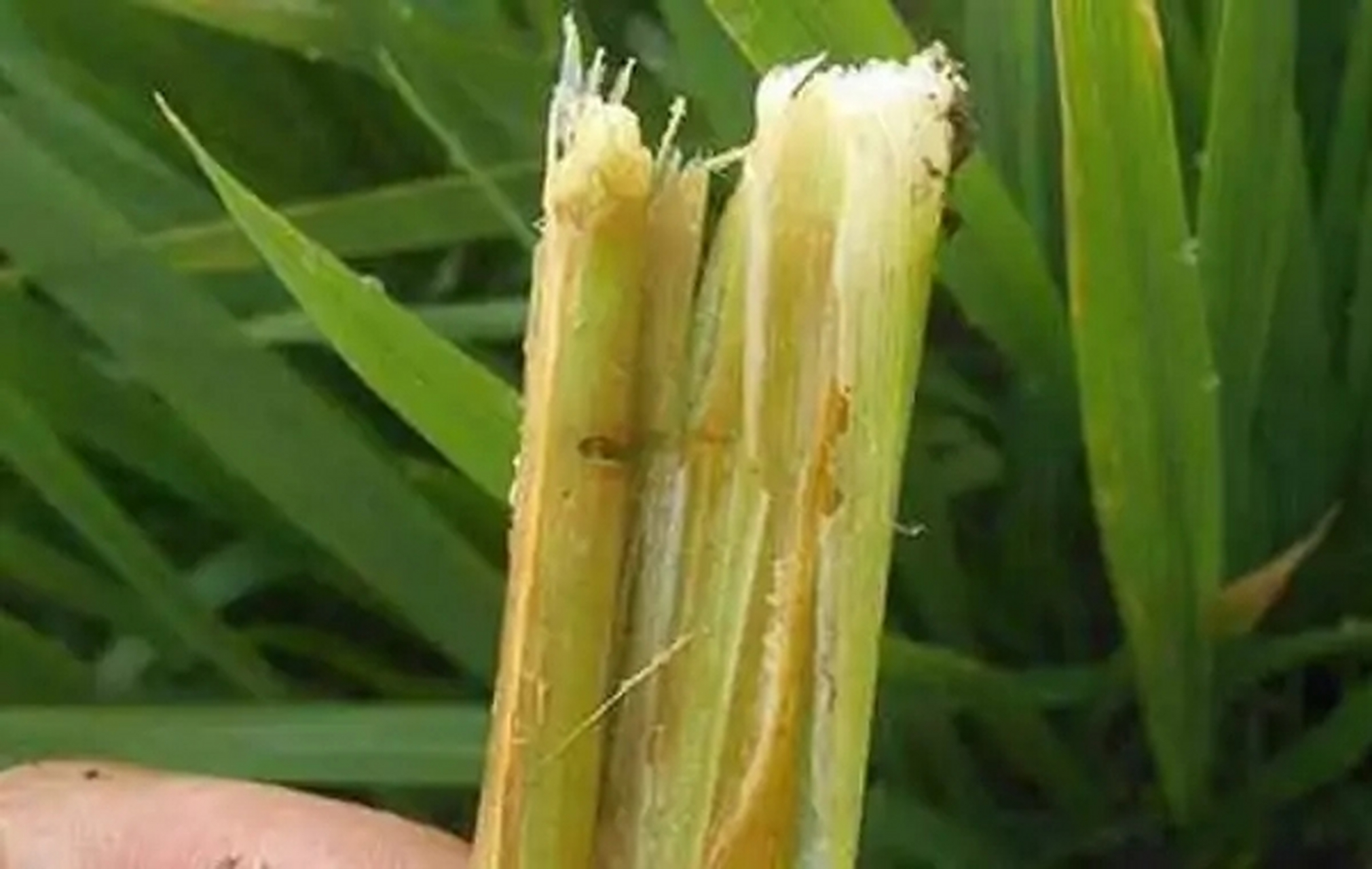 上山下海# 钻心虫钻到稻杆里面了,打药有效果吗?