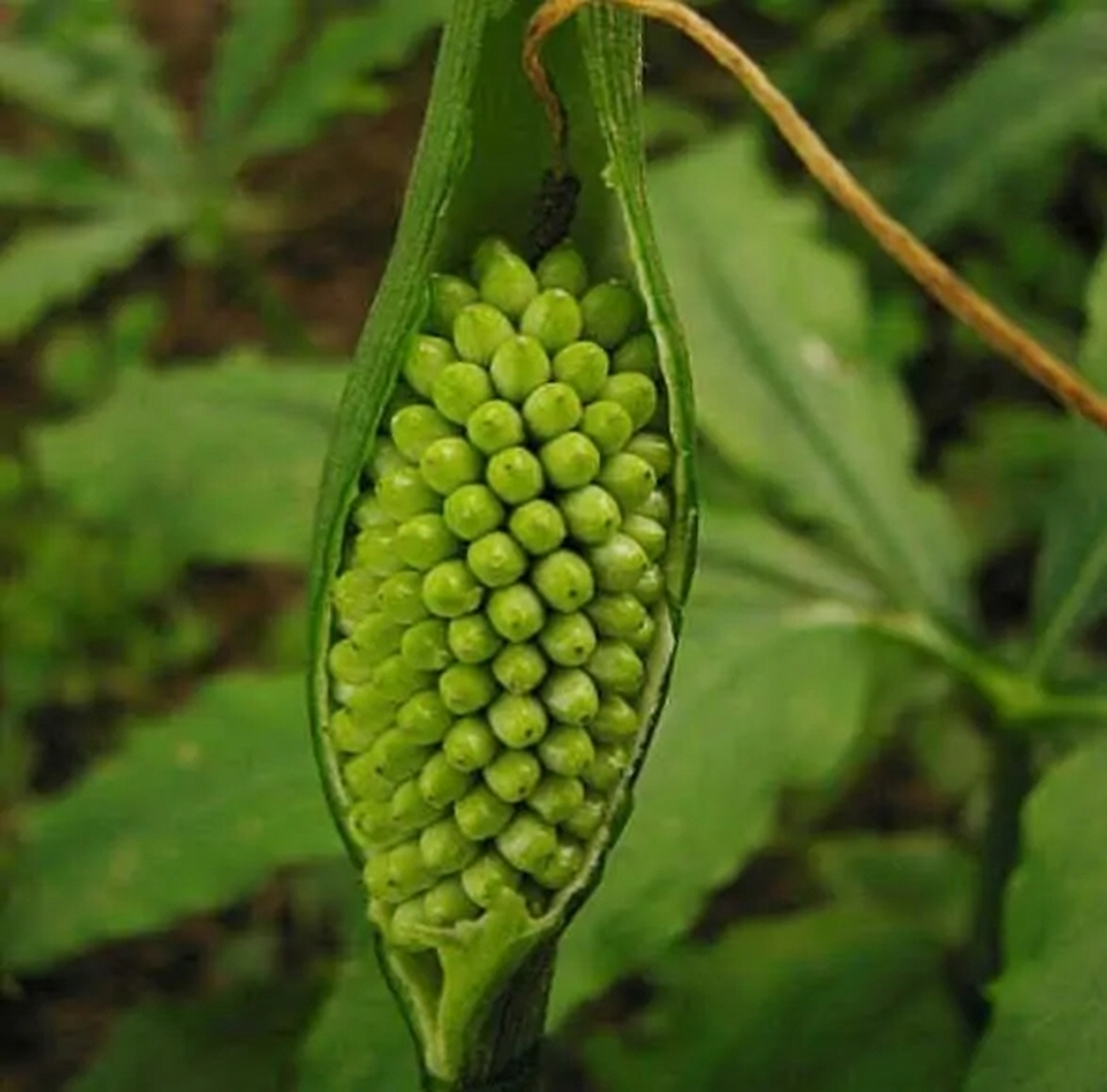 半夏用块茎繁殖一亩地得多少公斤,什么时候挖块茎最好?以下耕