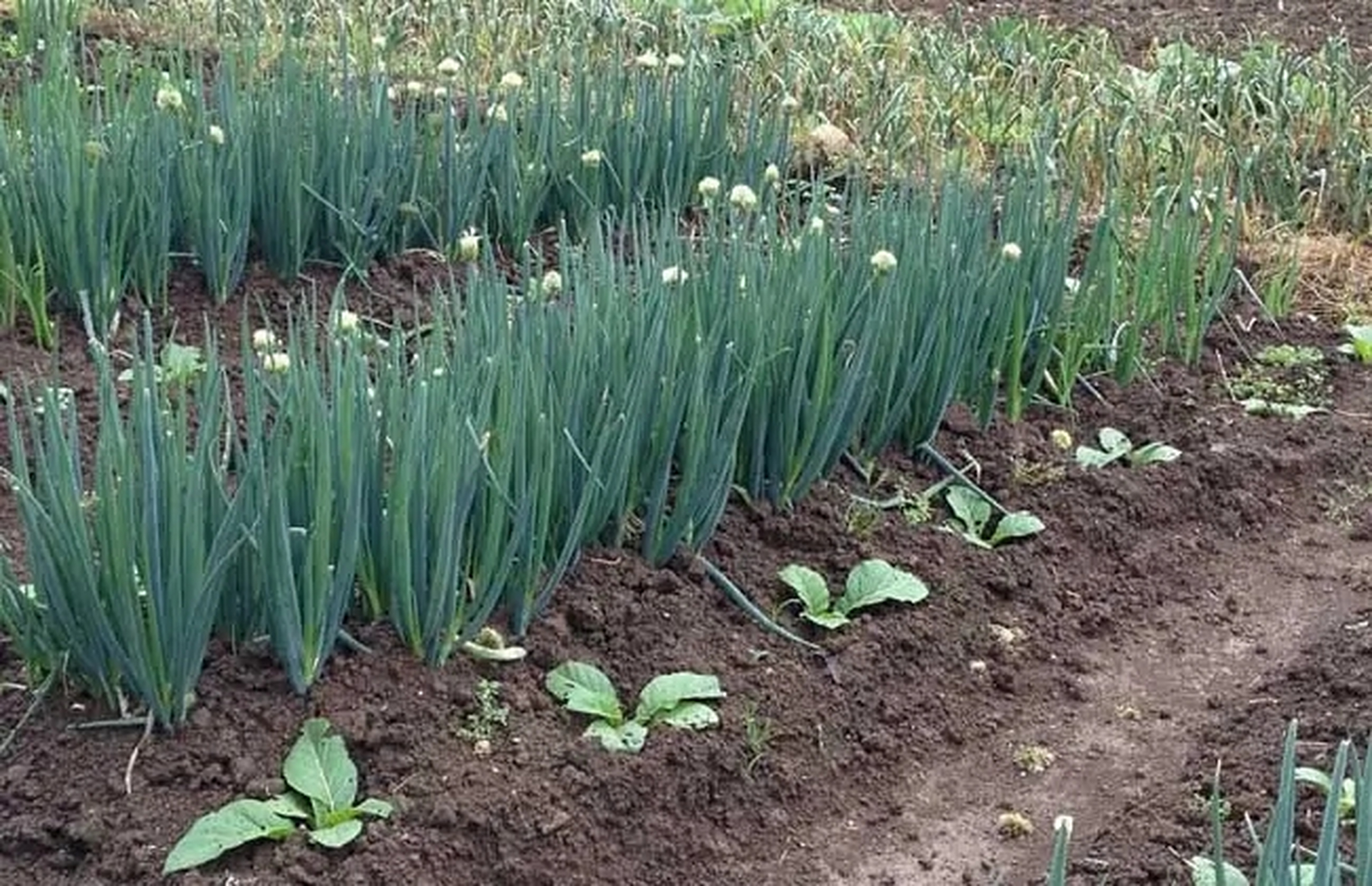 四季葱一次播种可收2~3年,一般3,4月或9,10月播种.