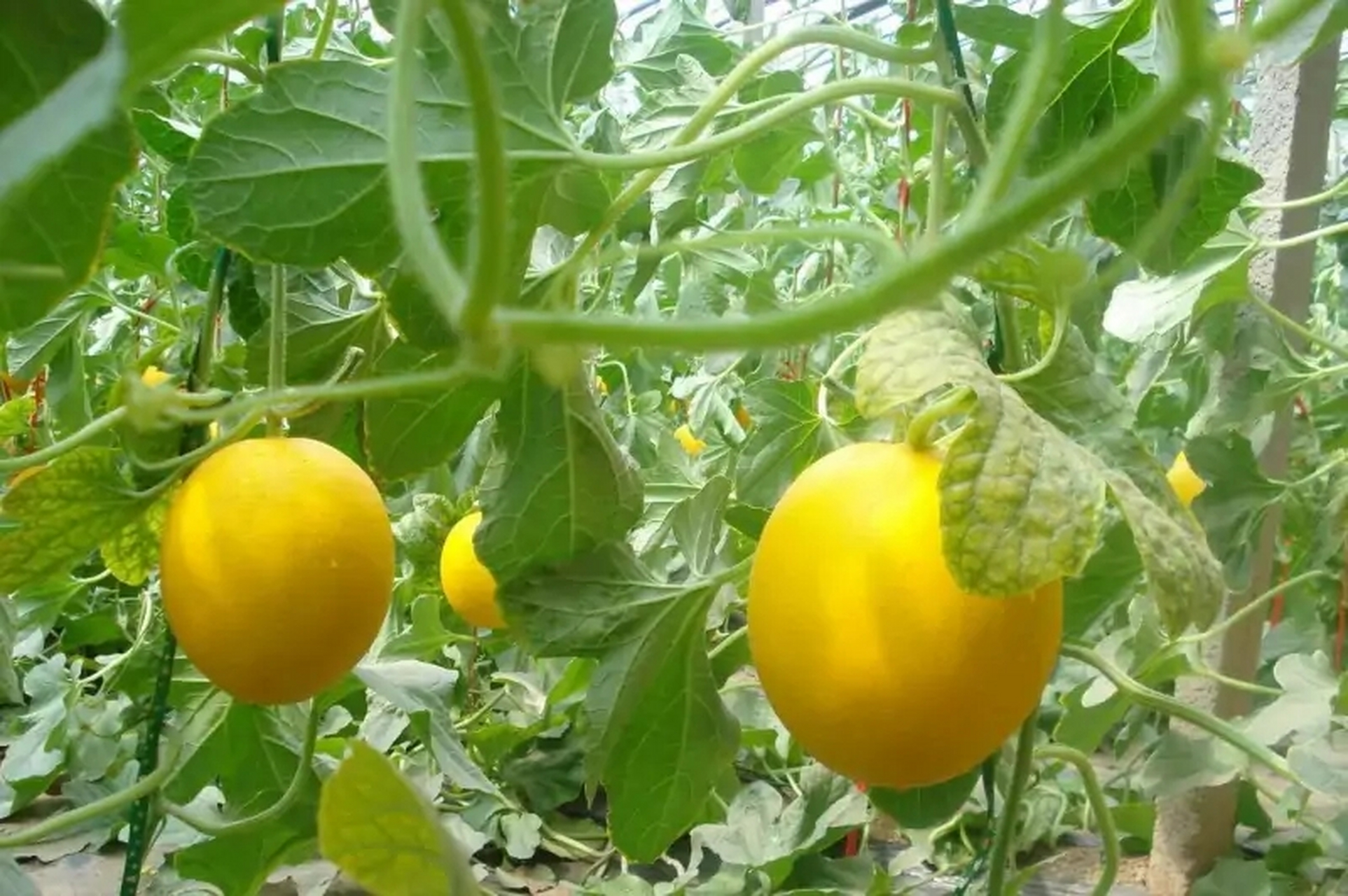 上山下海# 伊丽莎白瓜的种类有哪些?