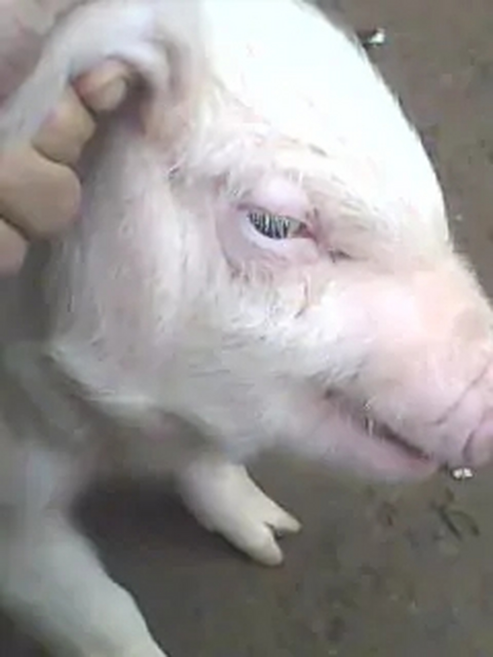 仔猪水肿病症状主要有: 1,仔猪突然发病,体温一般不会升高,精神状况