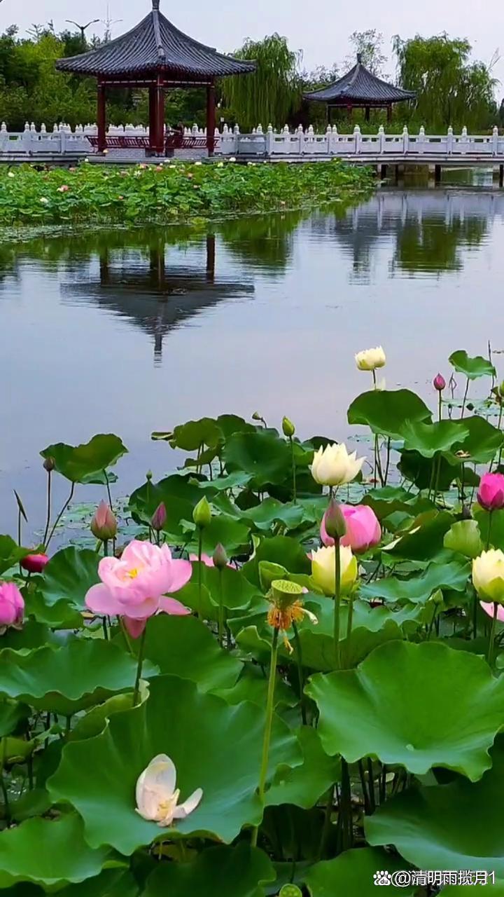 荷塘倩影  池塘之中,荷花亭亭,绿叶扶疏.