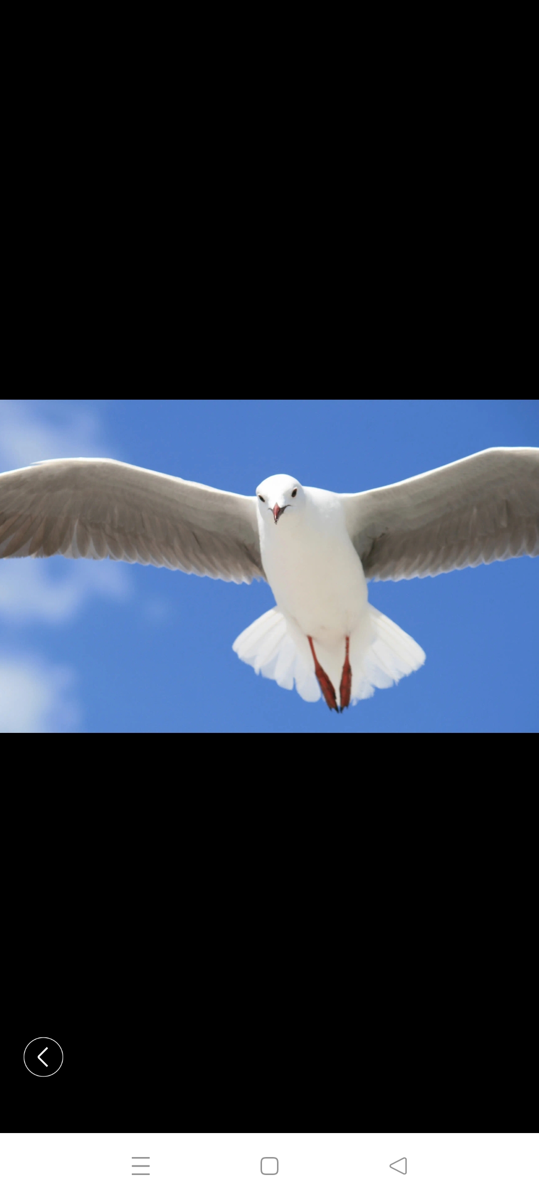 海鸥(学名:larus canus):是鸻形目,鸥科,鸥属的一种中等体型的海鸟.