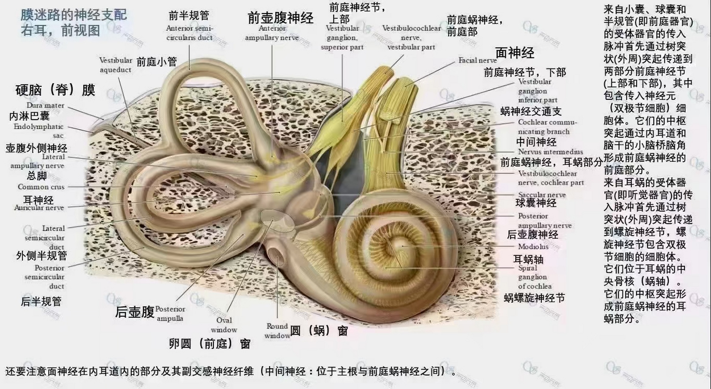 听觉中枢 位置图片