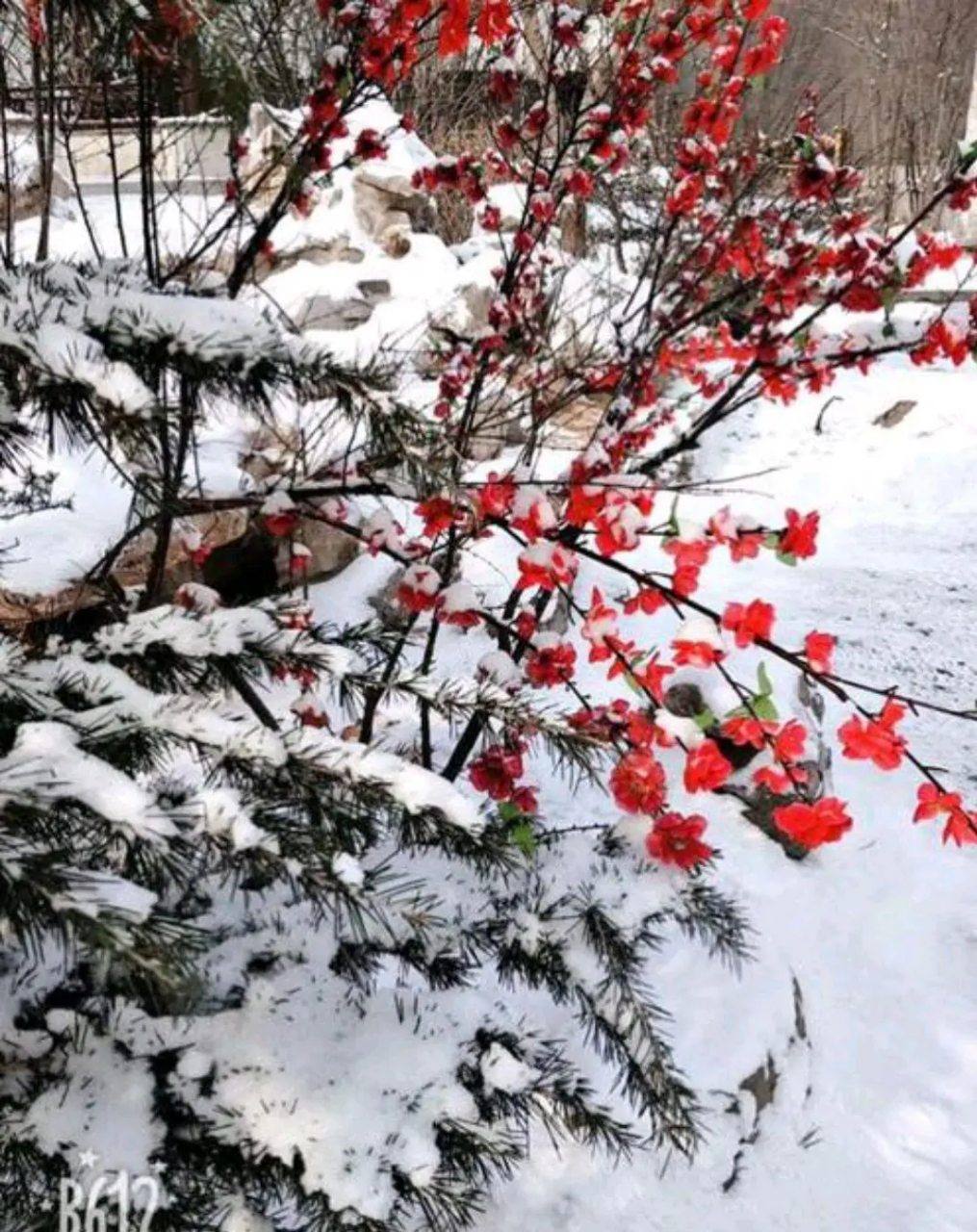 梅欺雪图片