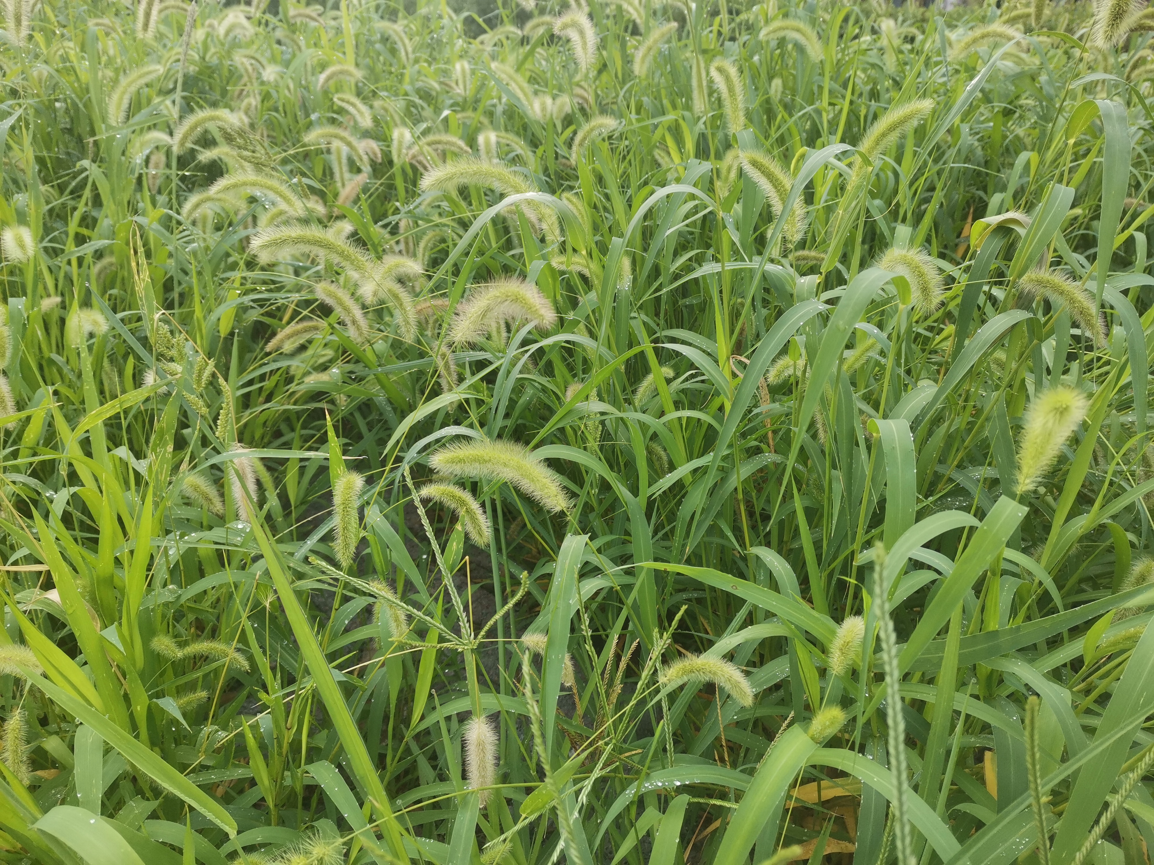 (新韵) 荒郊野陌自欣荣, 未待播耕四处生