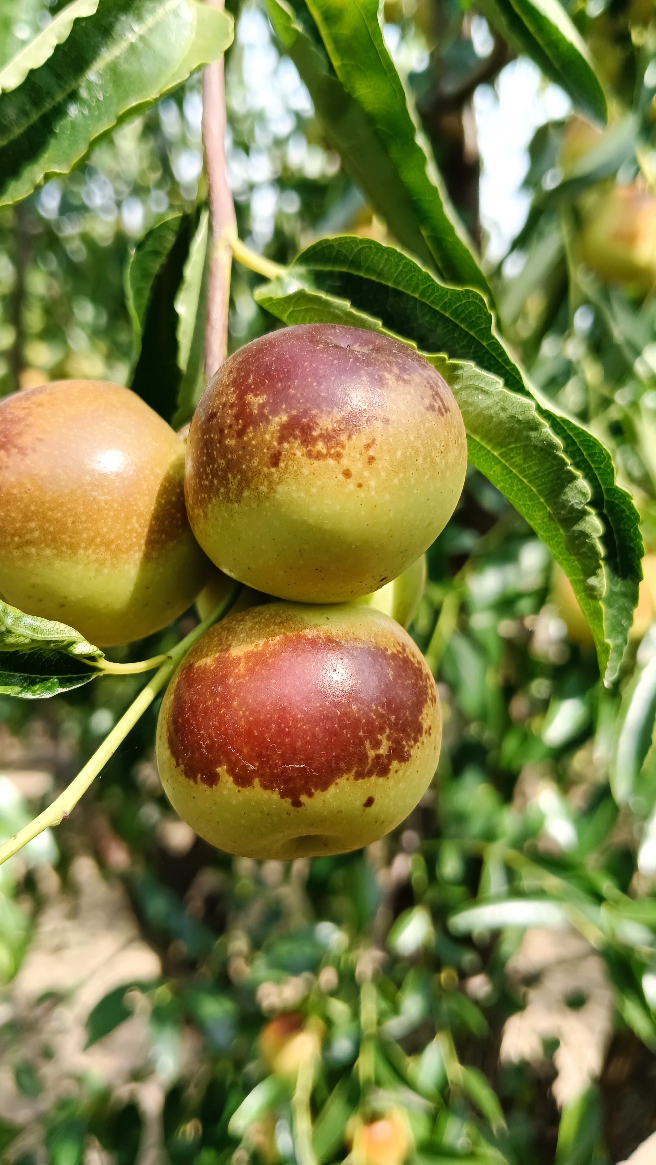 冬枣最好吃的季节到了