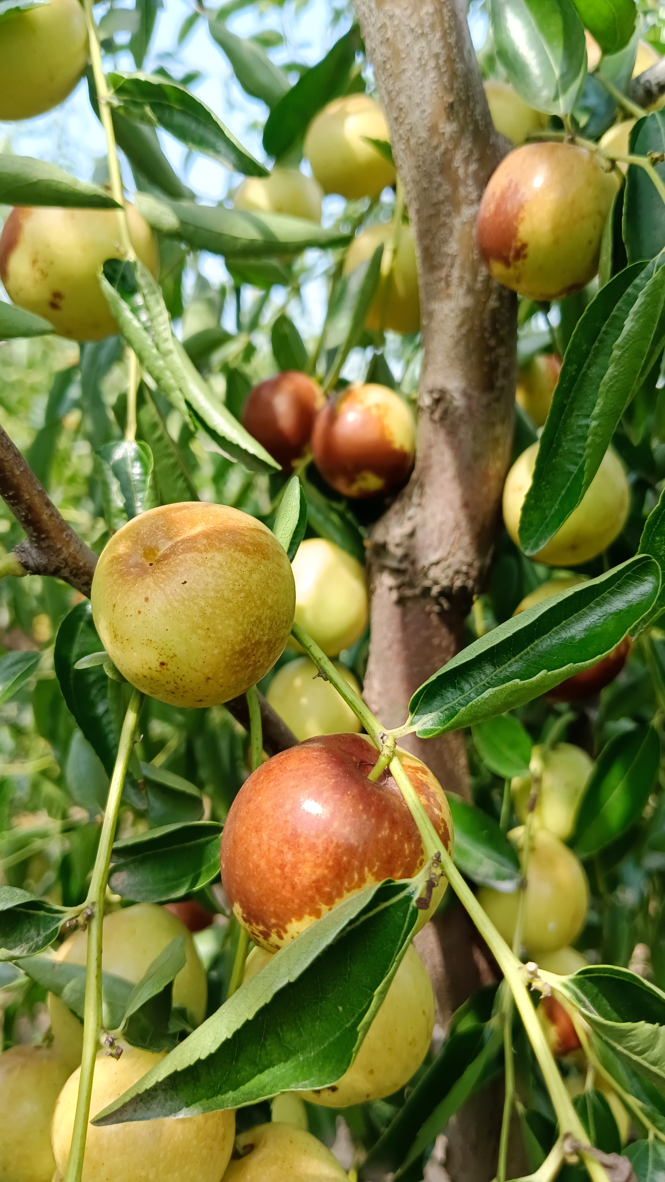 冬枣最好吃的季节到了