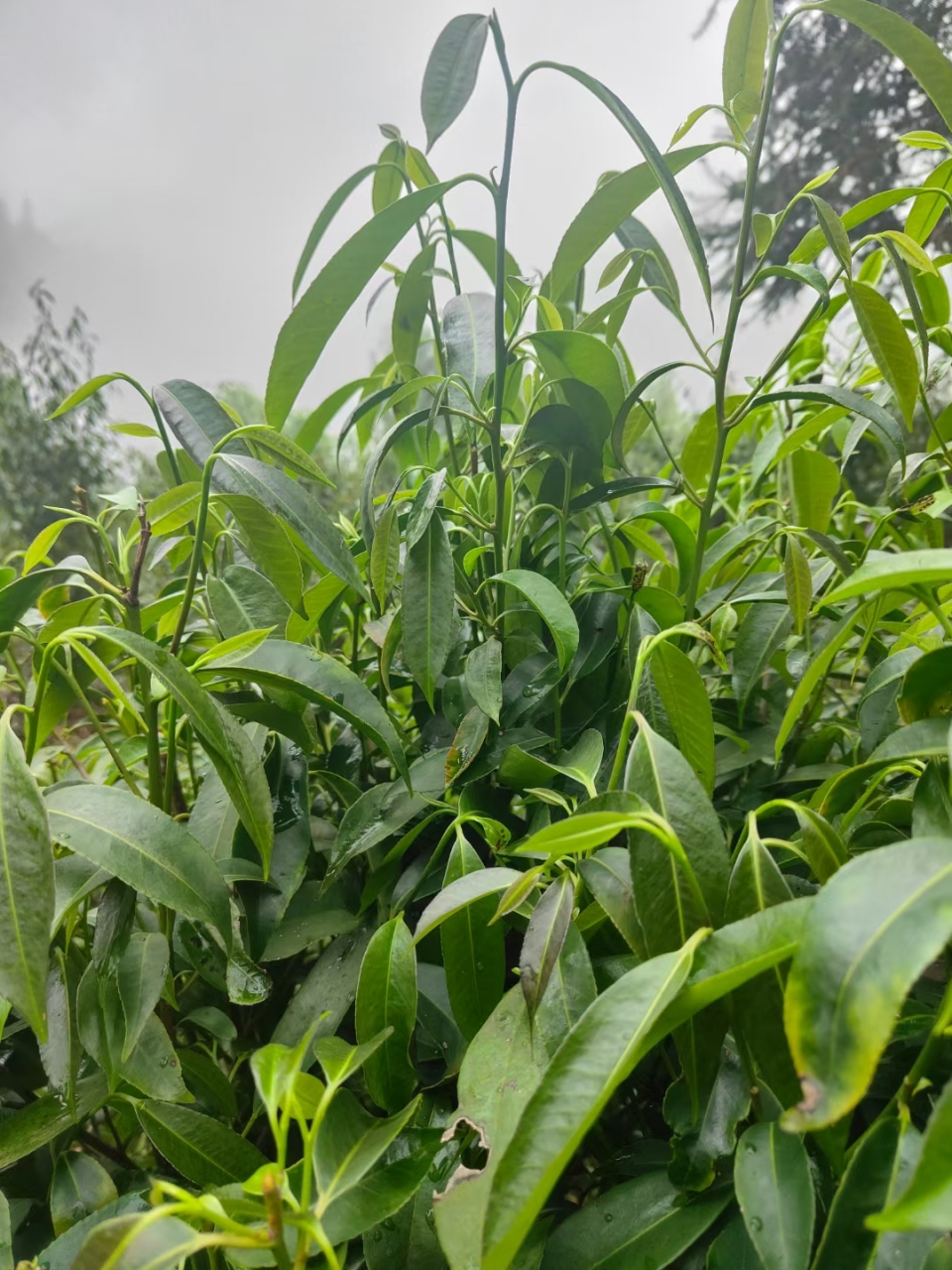 广西金秀野生石崖茶