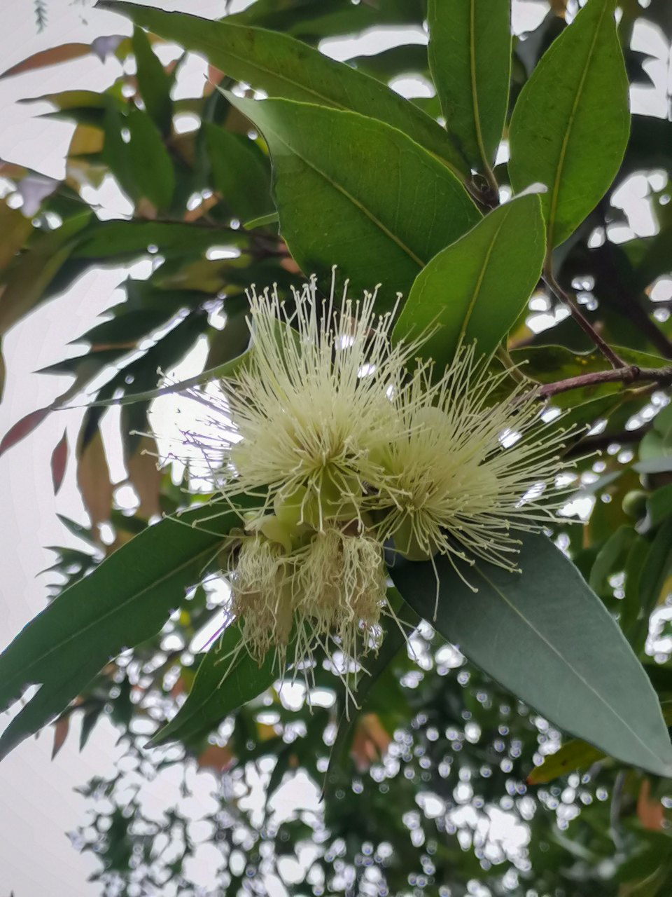 花卉摄影#  蒲桃94,第一次见.