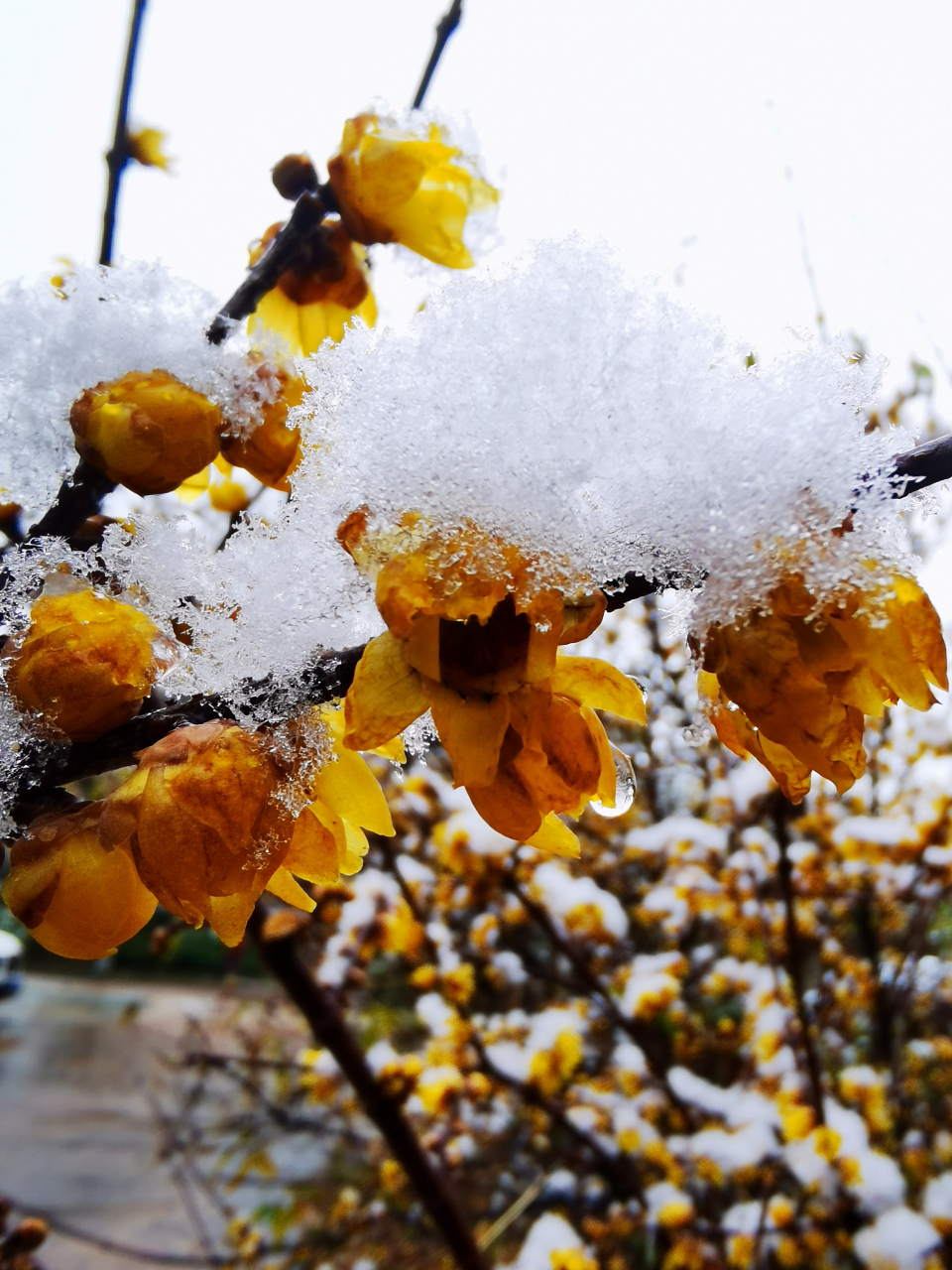 雪景#  腊梅花上堆满了雪花