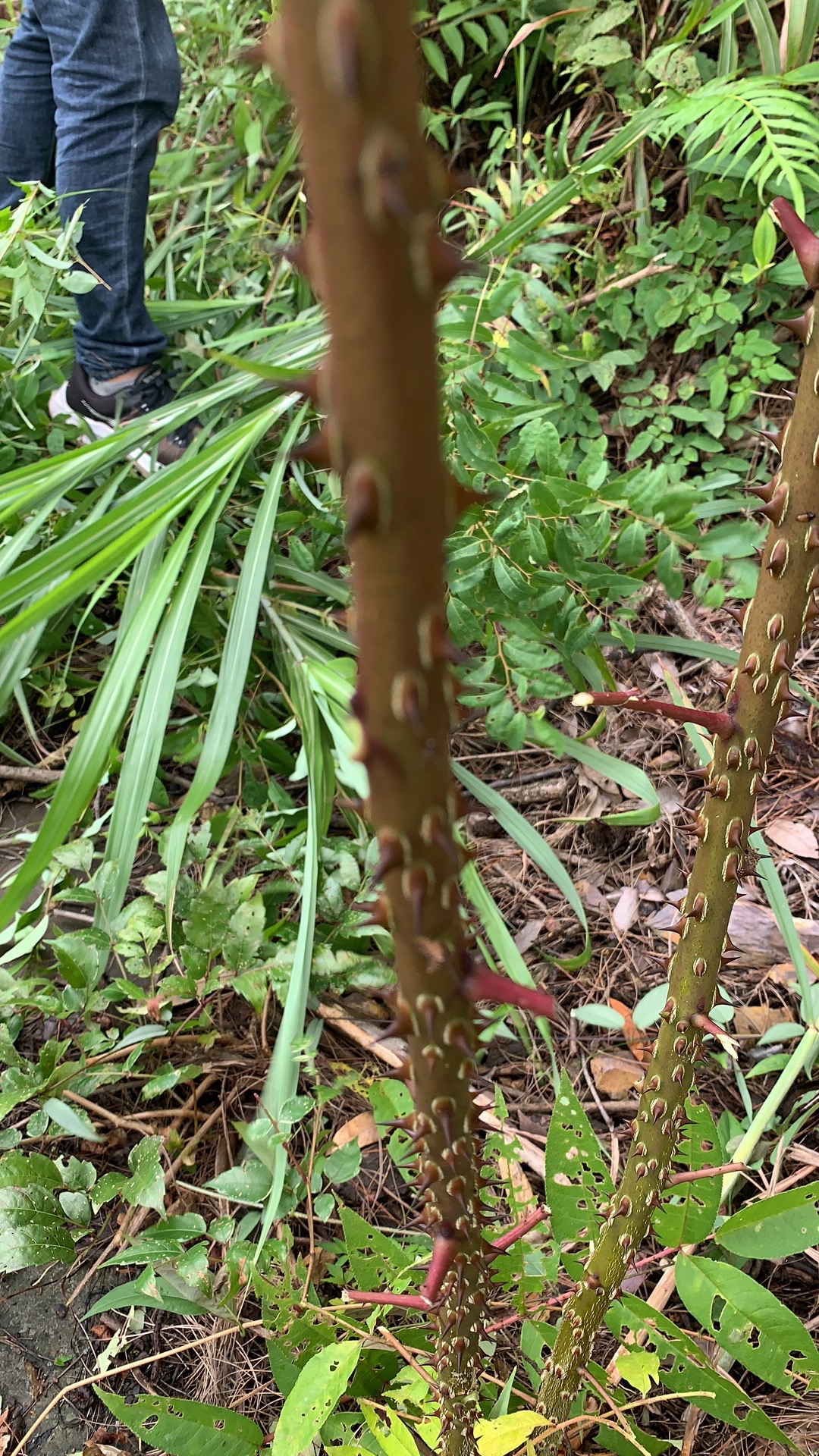 一棵非常难找的植物,红骨刺葱@一方百草l的动态