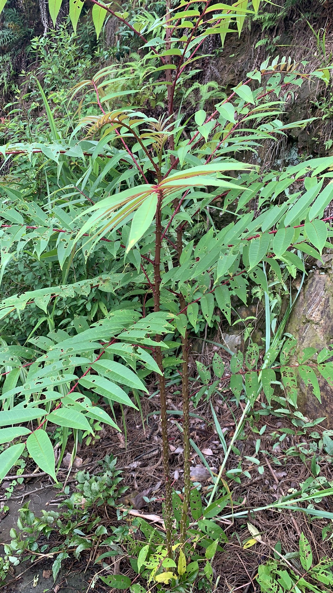 红骨刺苍图片图片