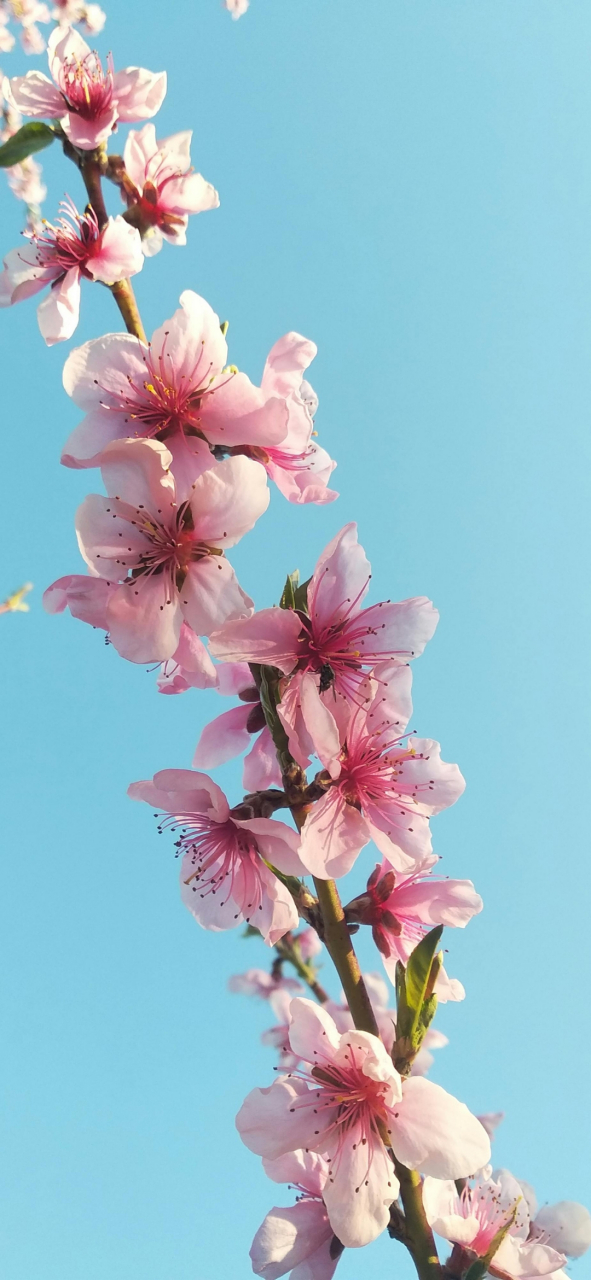 桃花树下唯美图片