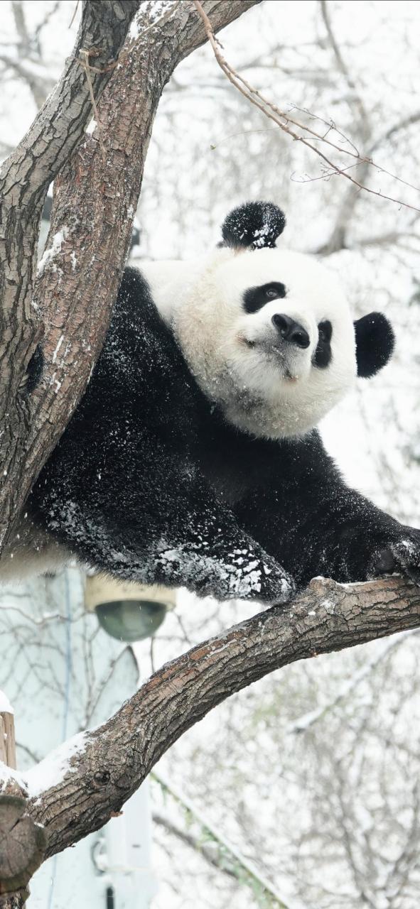 一只熊猫坐树上图片图片