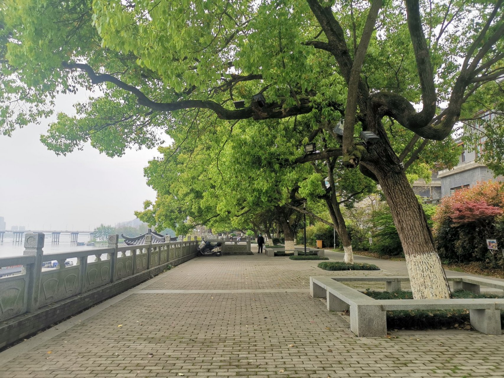 遇见好风景 富春江边有一条很长的公园步行道,这里种了一排高大的