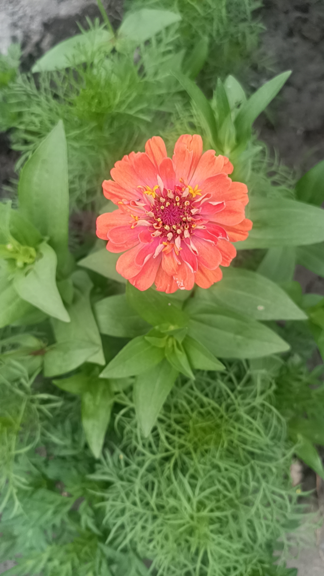 这株粉红色的牡丹花好漂亮啊,花瓣像裙子一样层层叠叠的,中心部分好像