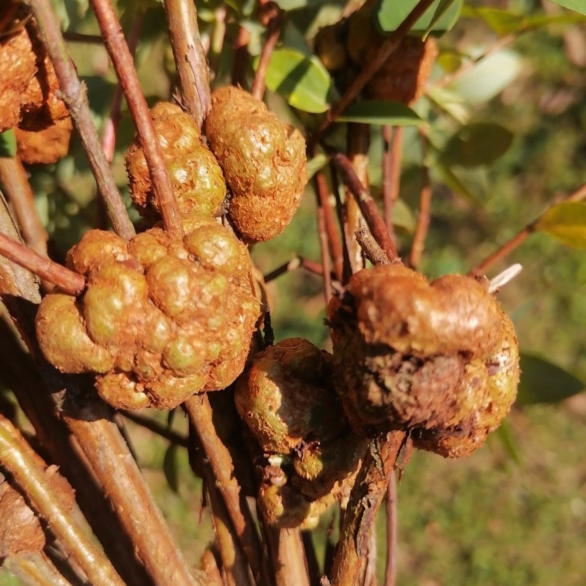 中药材类建议收藏  黄花香果满枝头