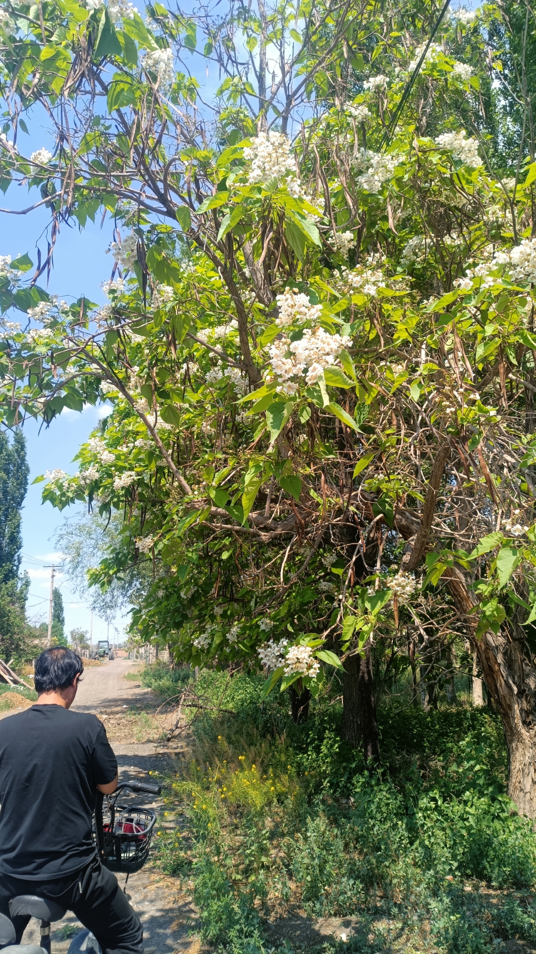 骑走路上,被这颗白的花树吸引过去,留图份想给大家.这棵树好漂亮呀!