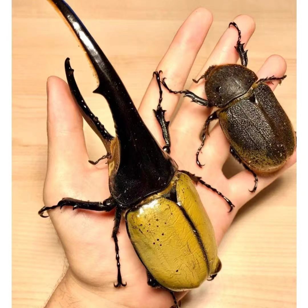 独角仙 独角仙来踏翠微,林间振翅舞翩跹