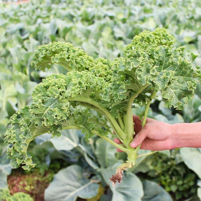 青菜翠欲滴,田园绿意浓. 清香满园绕,菜鲜味无穷.