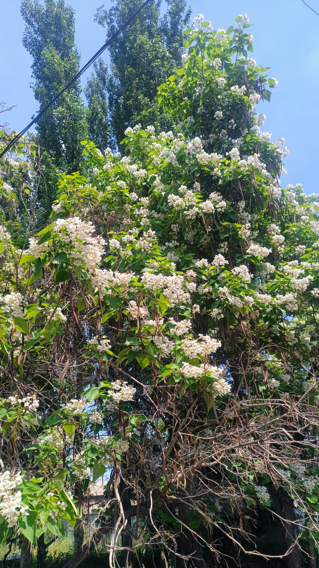 骑走路上,被这颗白的花树吸引过去,留图份想给大家.这棵树好漂亮呀!
