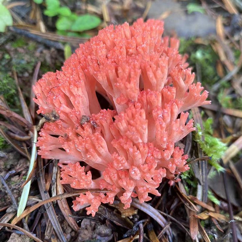 珊瑚菌菇映日辉,林间翠色共芳菲. 山珍美味天然赐,采撷归来笑语微.