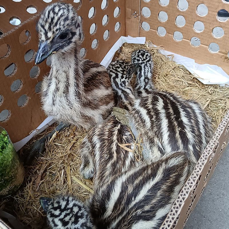 鸵鸟苗 幼苗昂首向天高, 步履蹒跚志气豪.