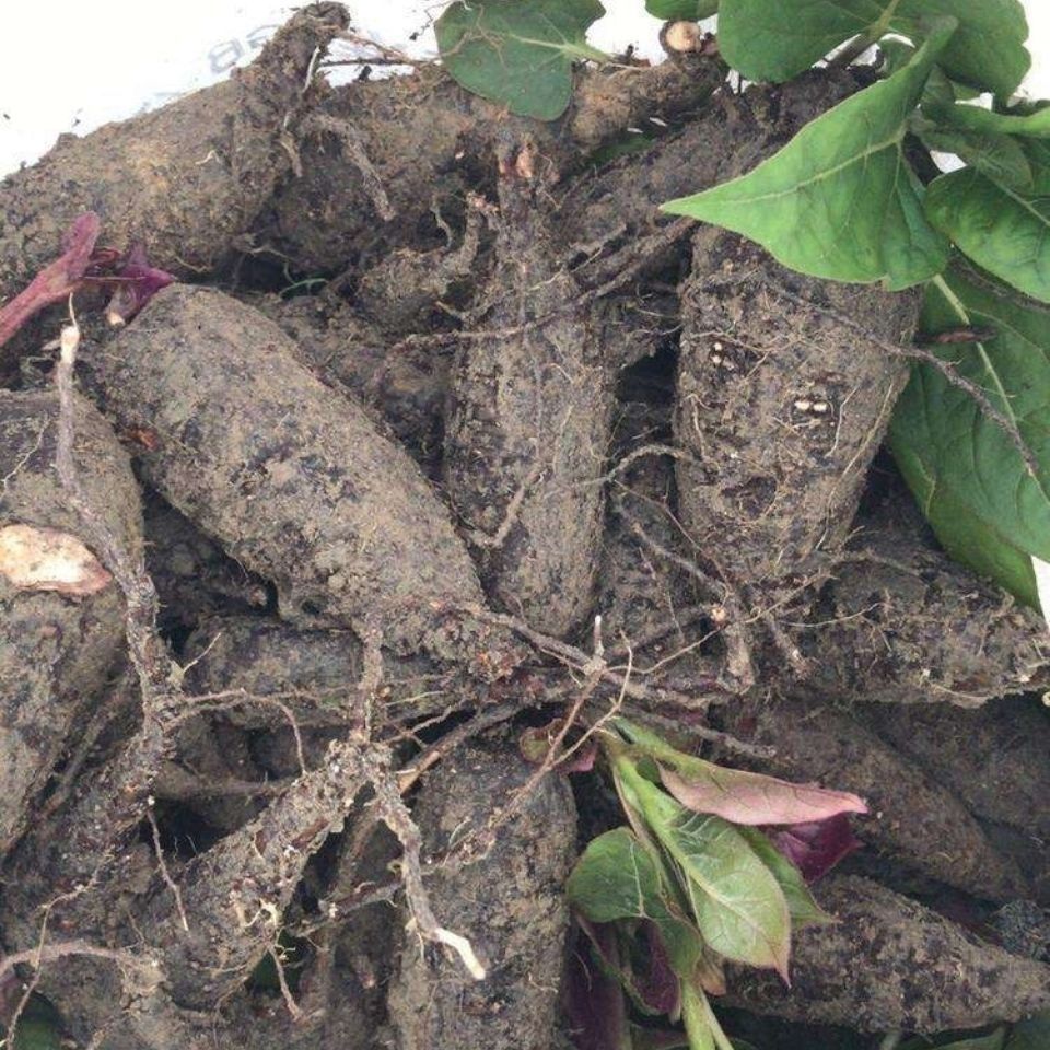 地老鼠 地洞深藏小老鼠,机灵活泼似飞狐