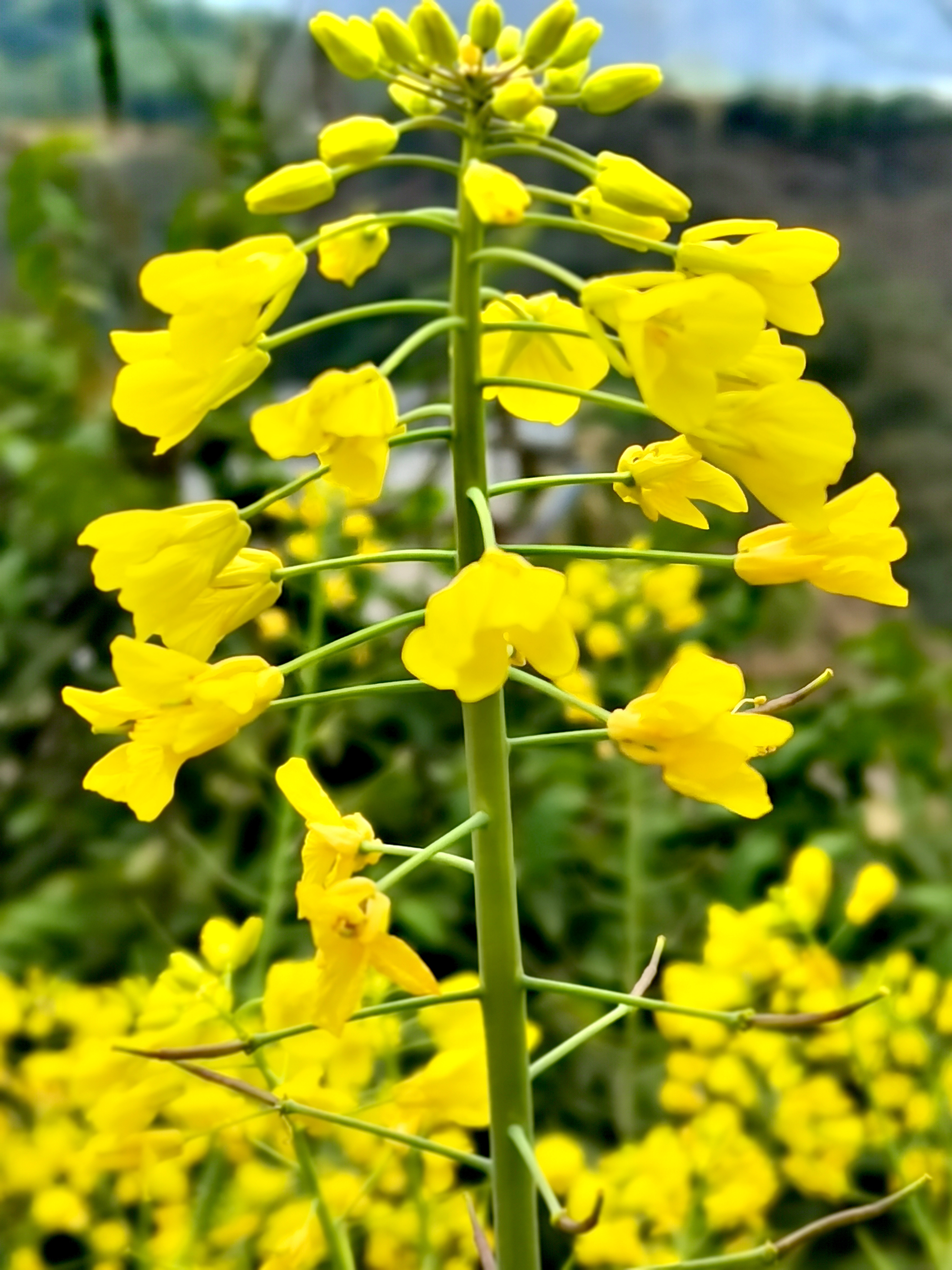 又到油菜花盛开的时候,黄澄澄的一片一片的很是吸引眼球,可惜不是太阳