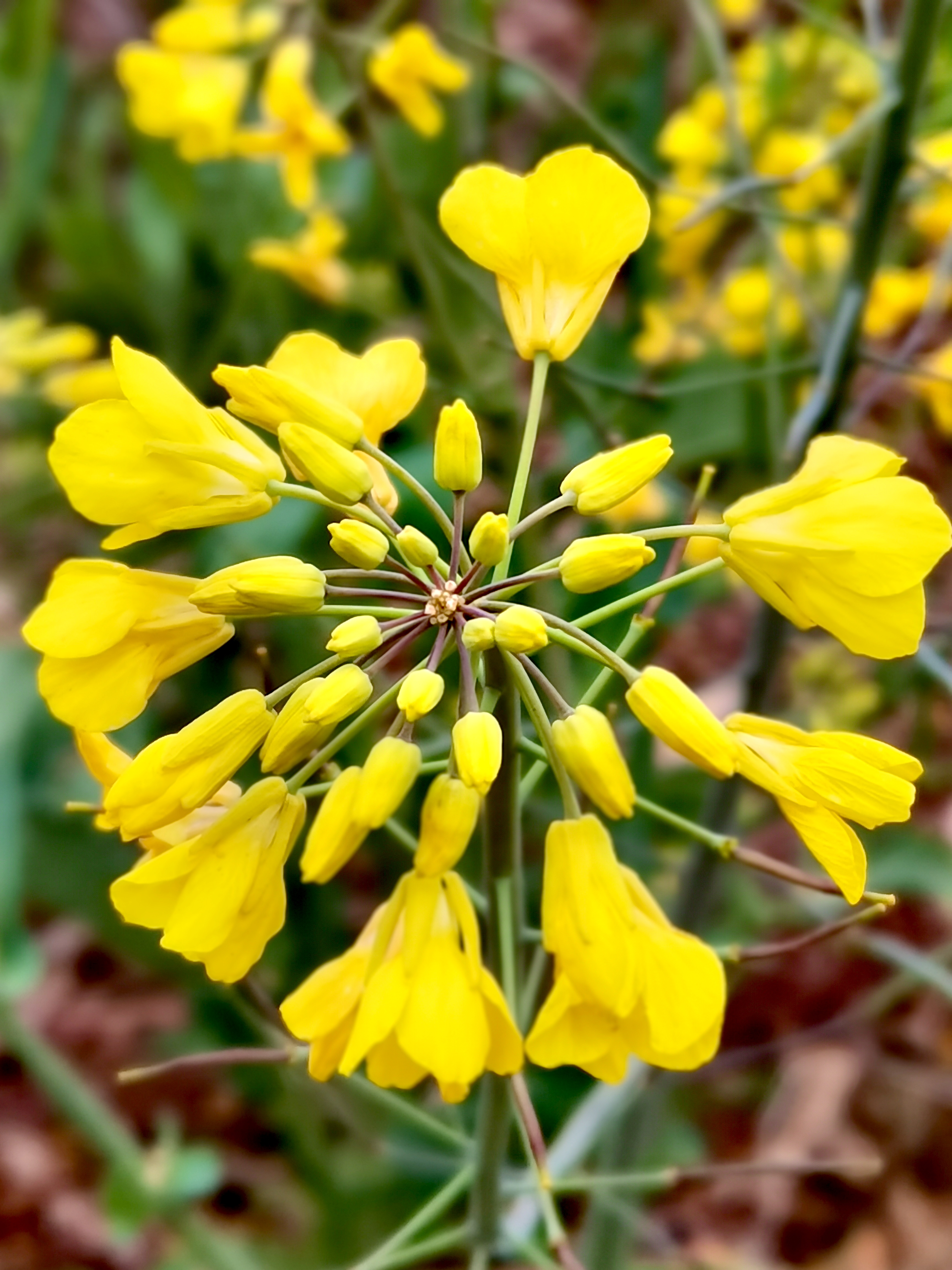 又到油菜花盛开的时候,黄澄澄的一片一片的很是吸引眼球,可惜不是太阳