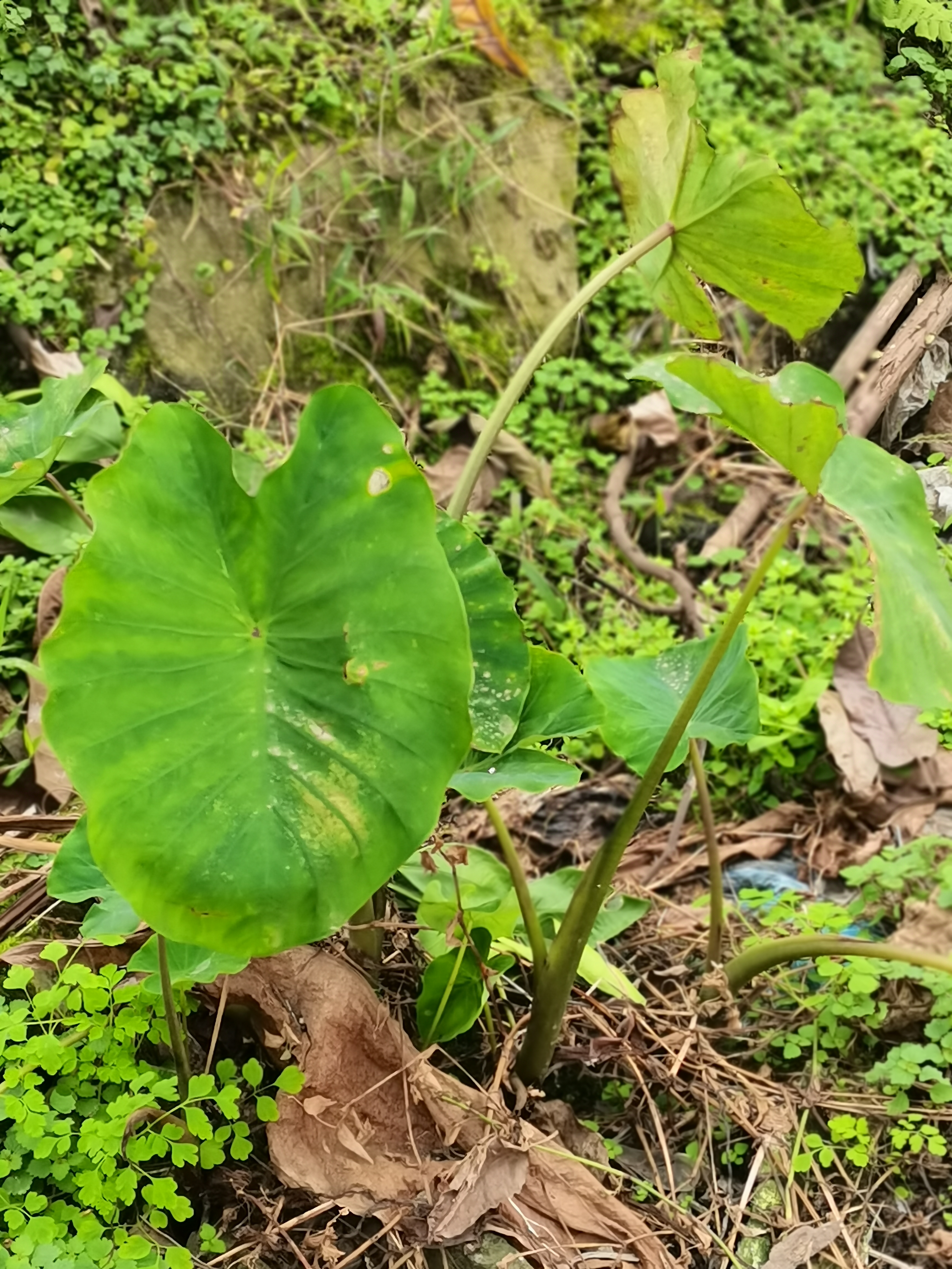 有毒的芋头植物图片图片