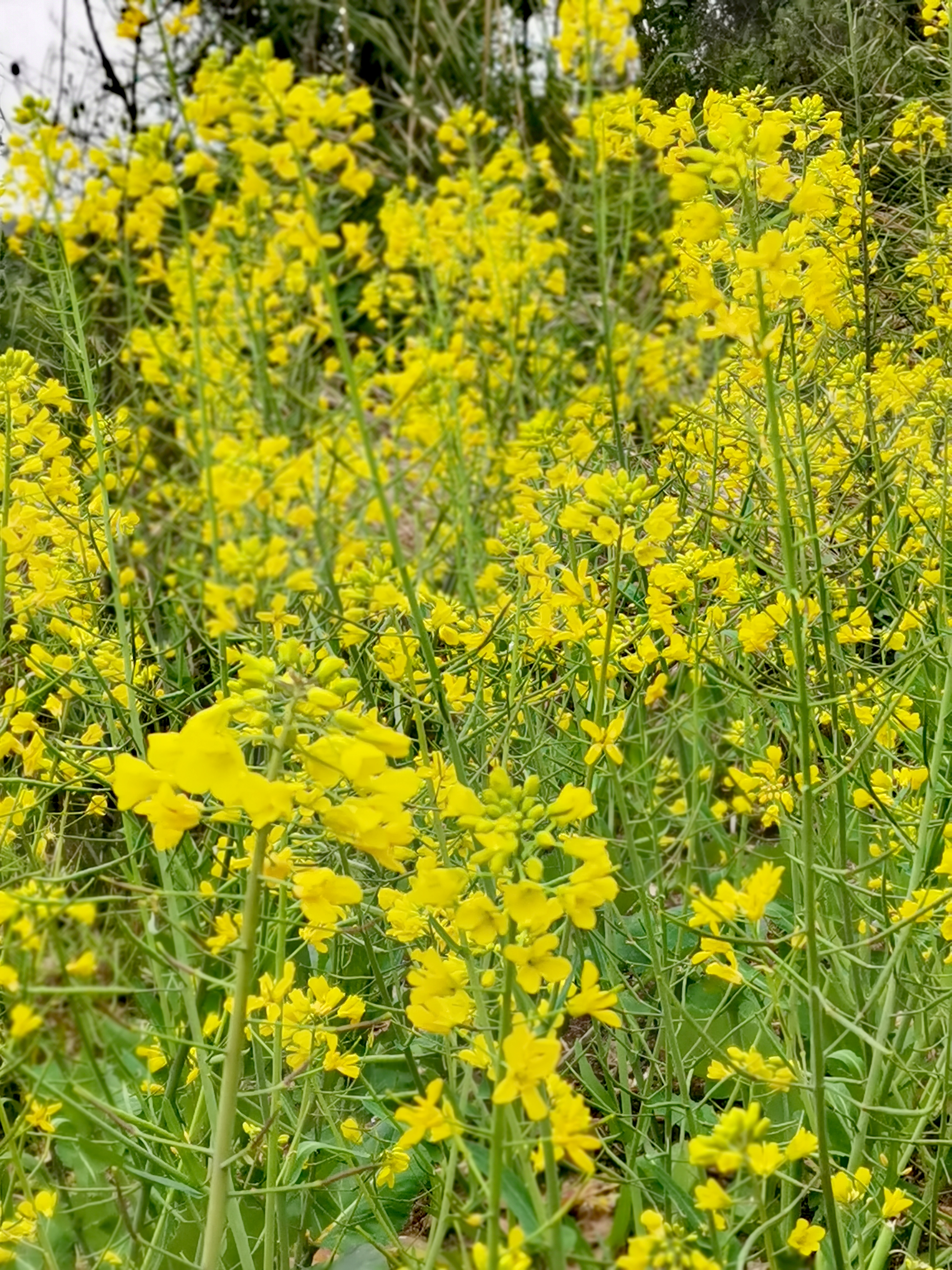 又到油菜花盛开的时候,黄澄澄的一片一片的很是吸引眼球,可惜不是太阳