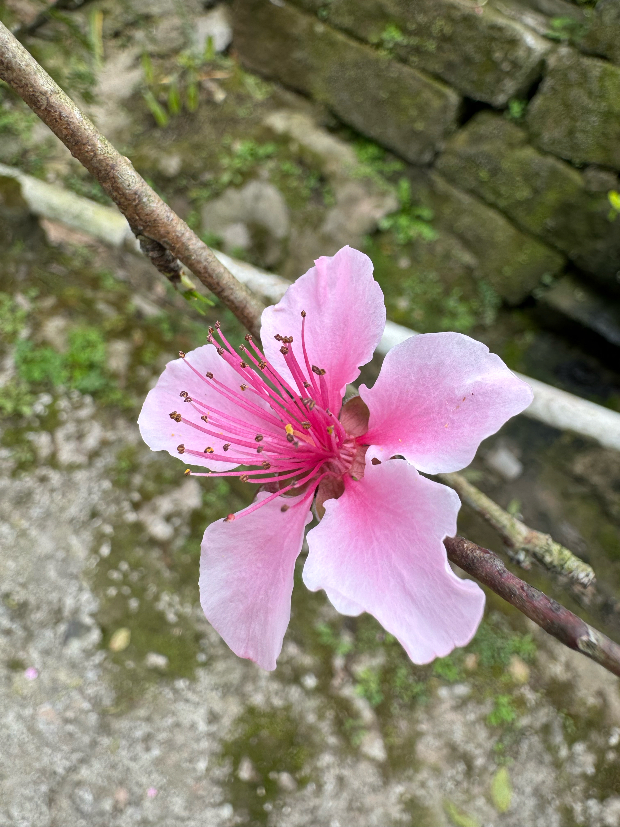 春风拂面,粉色桃花朵朵开,仿佛置身于一片梦幻的仙境之中.