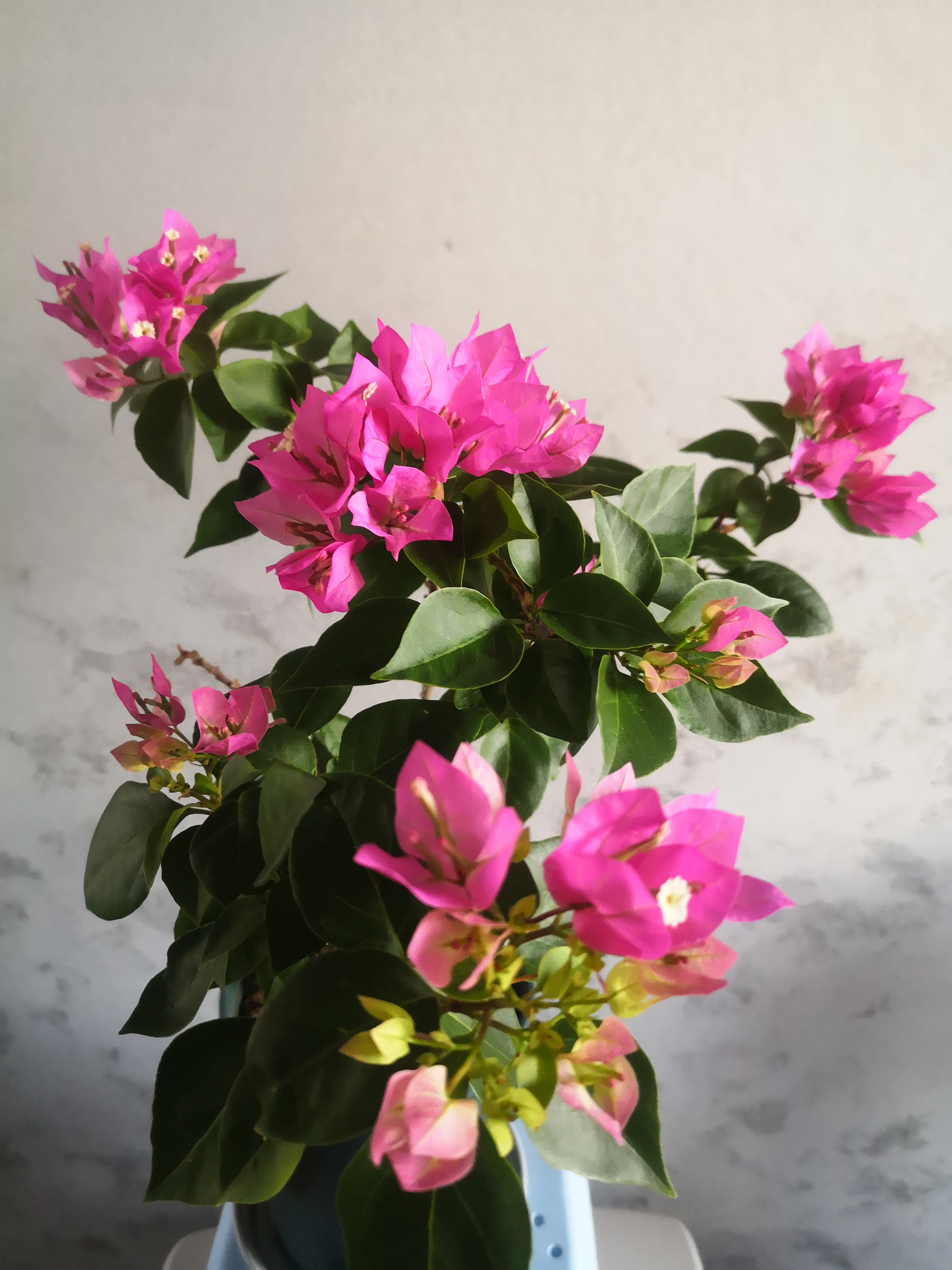 我家的比芭三角梅开花啦!