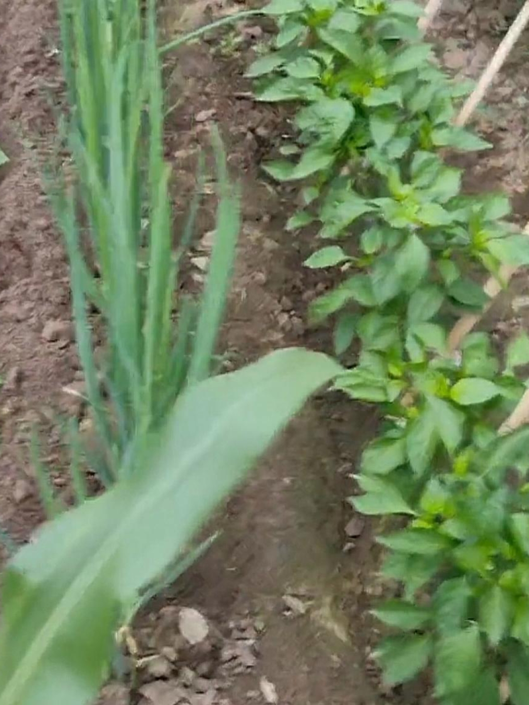 一茬儿接一茬儿是什么意思